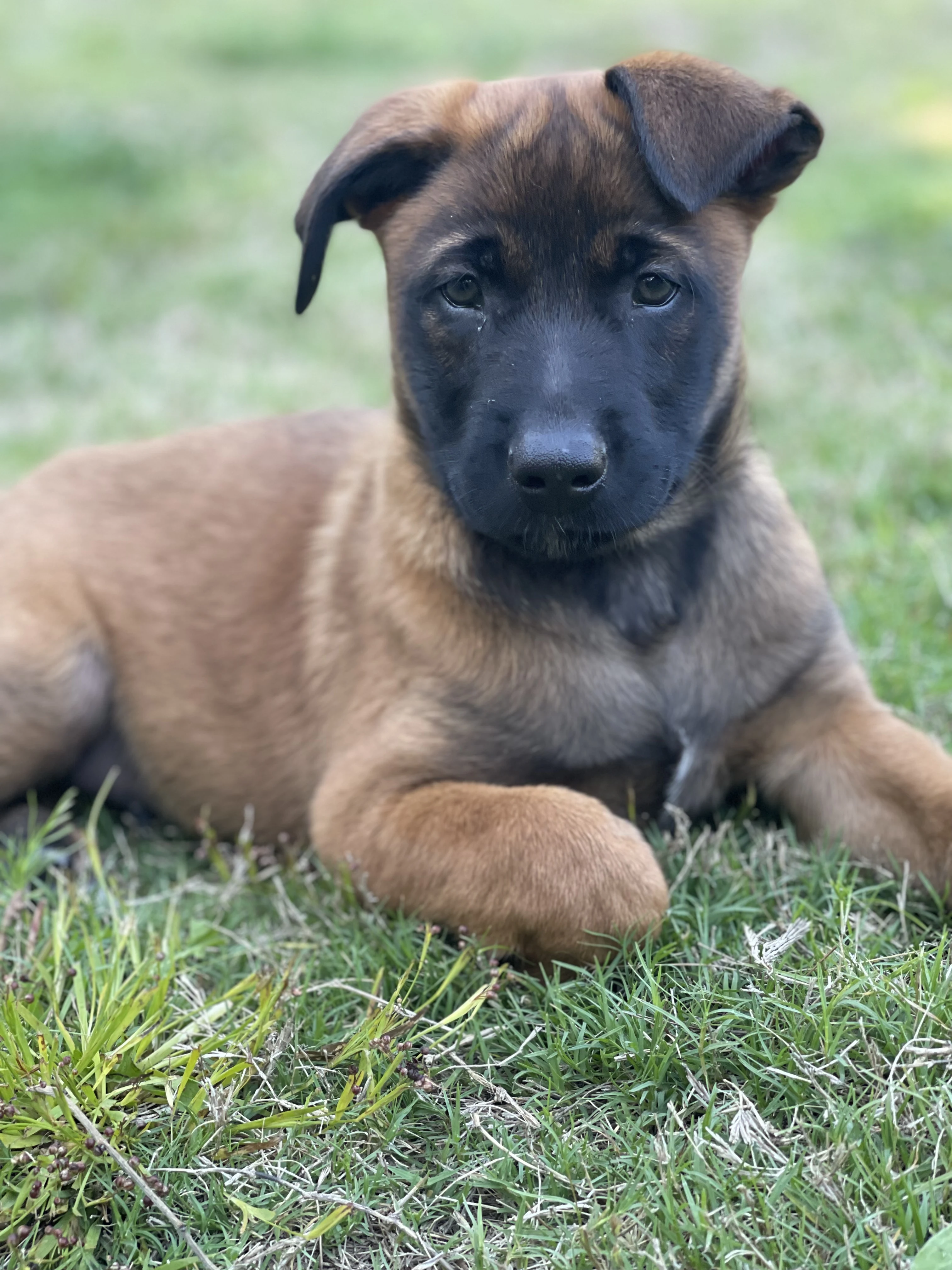 Kyoshi, Lime Green-collar female puppy.