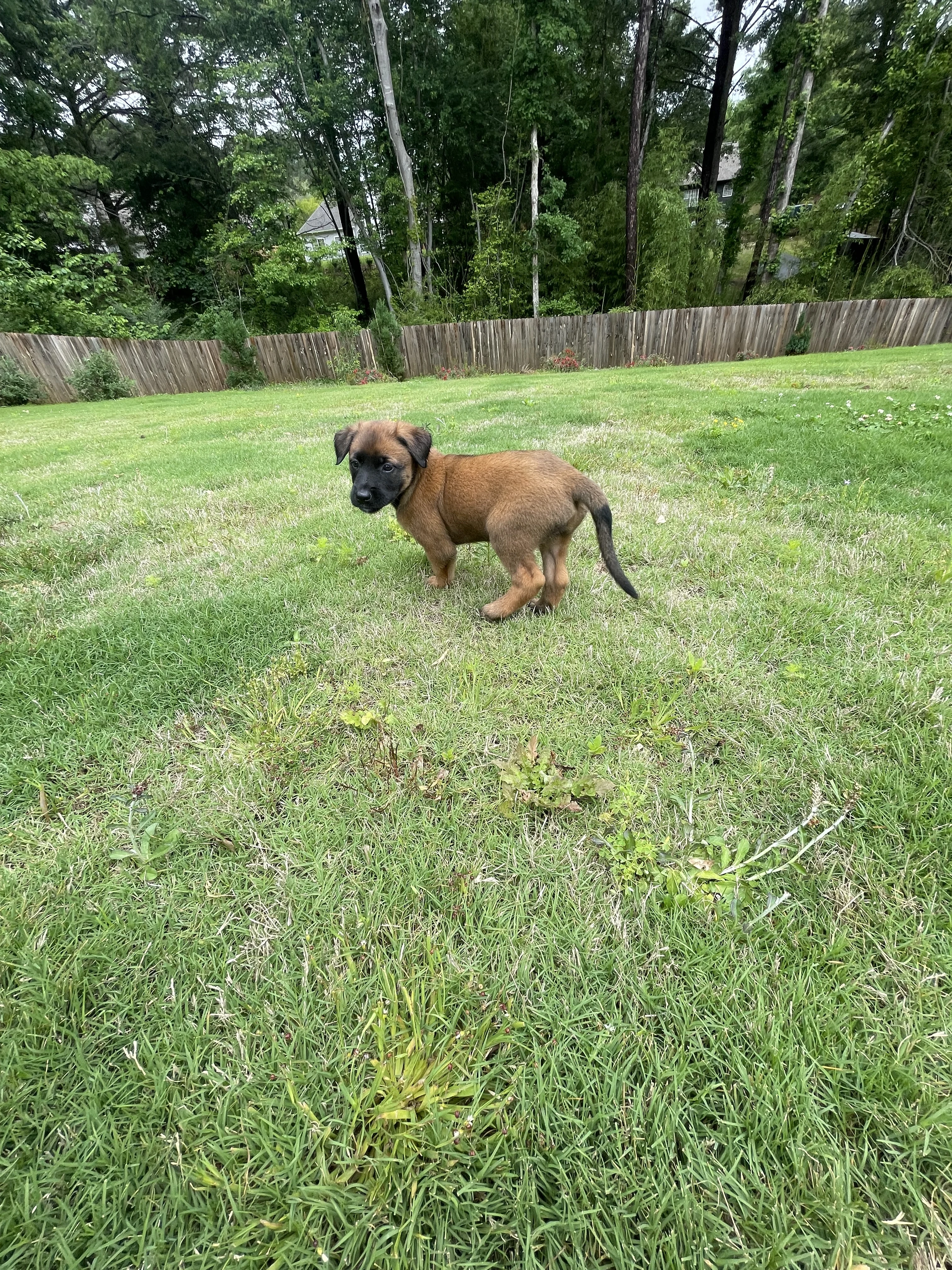 Mai from the Ranger x Mila litter during puppy evaluation and development.
