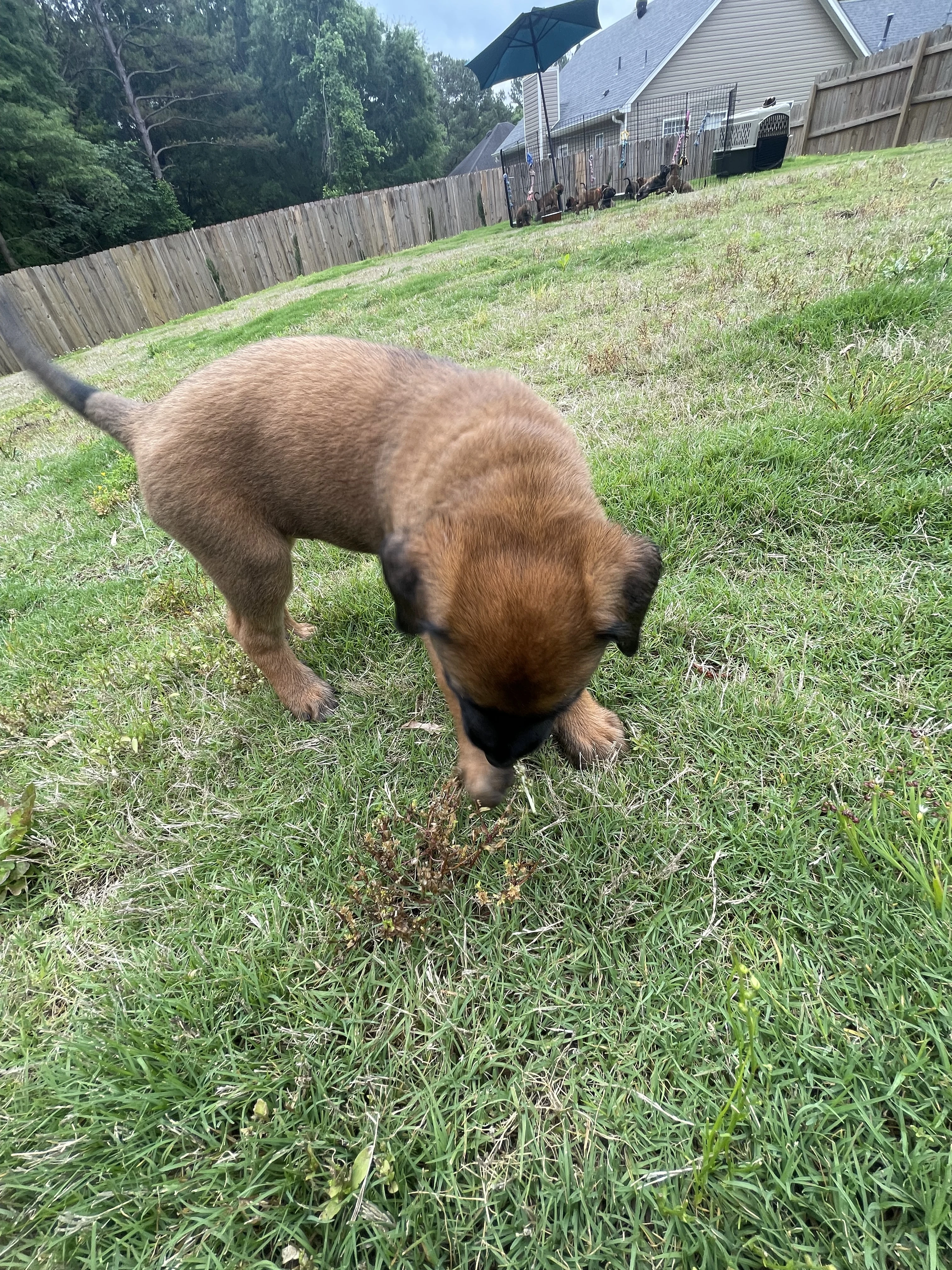 Mai from the Ranger x Mila litter during puppy evaluation and development.