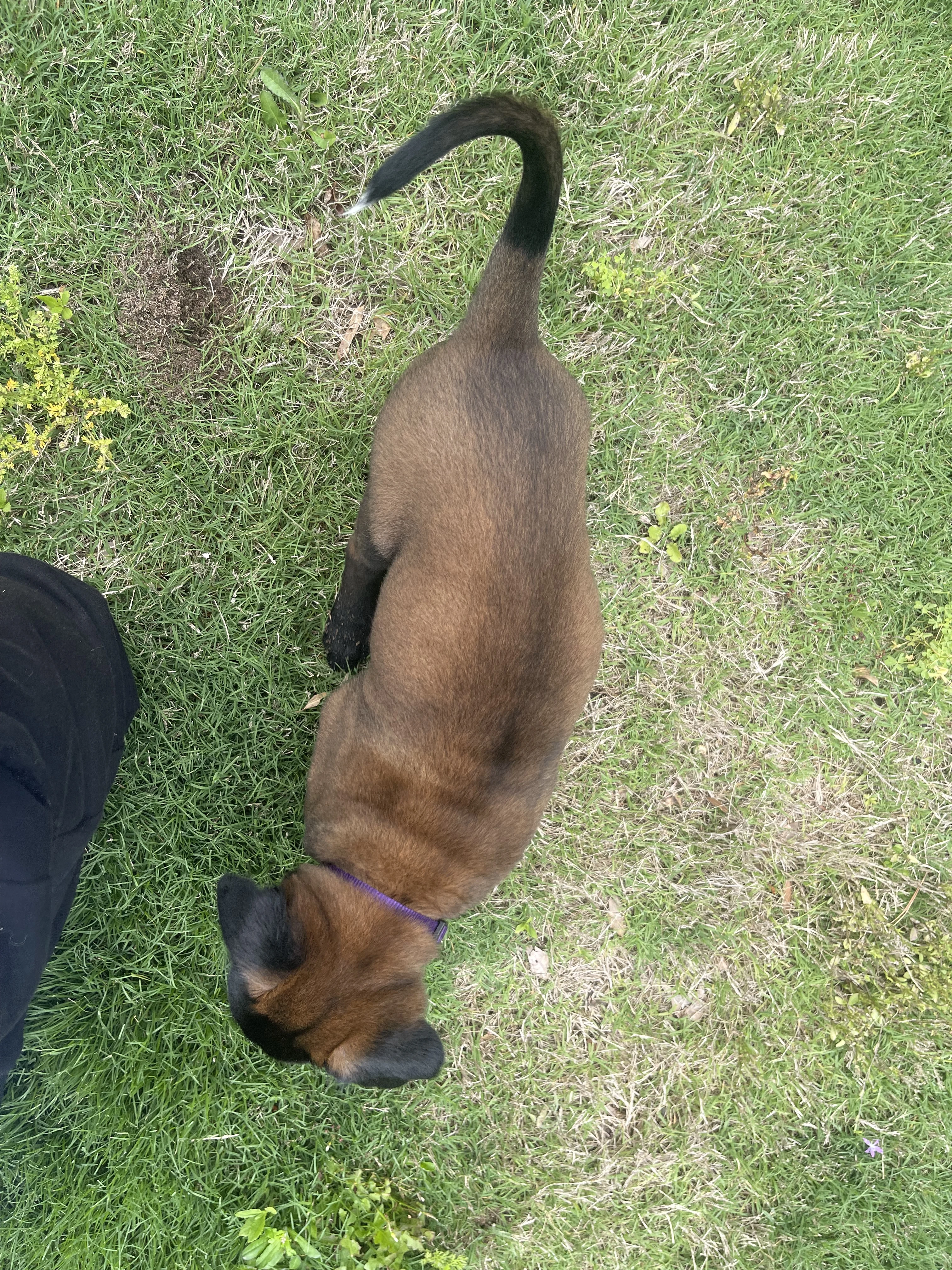 Mai from the Ranger x Mila litter during puppy evaluation and development.