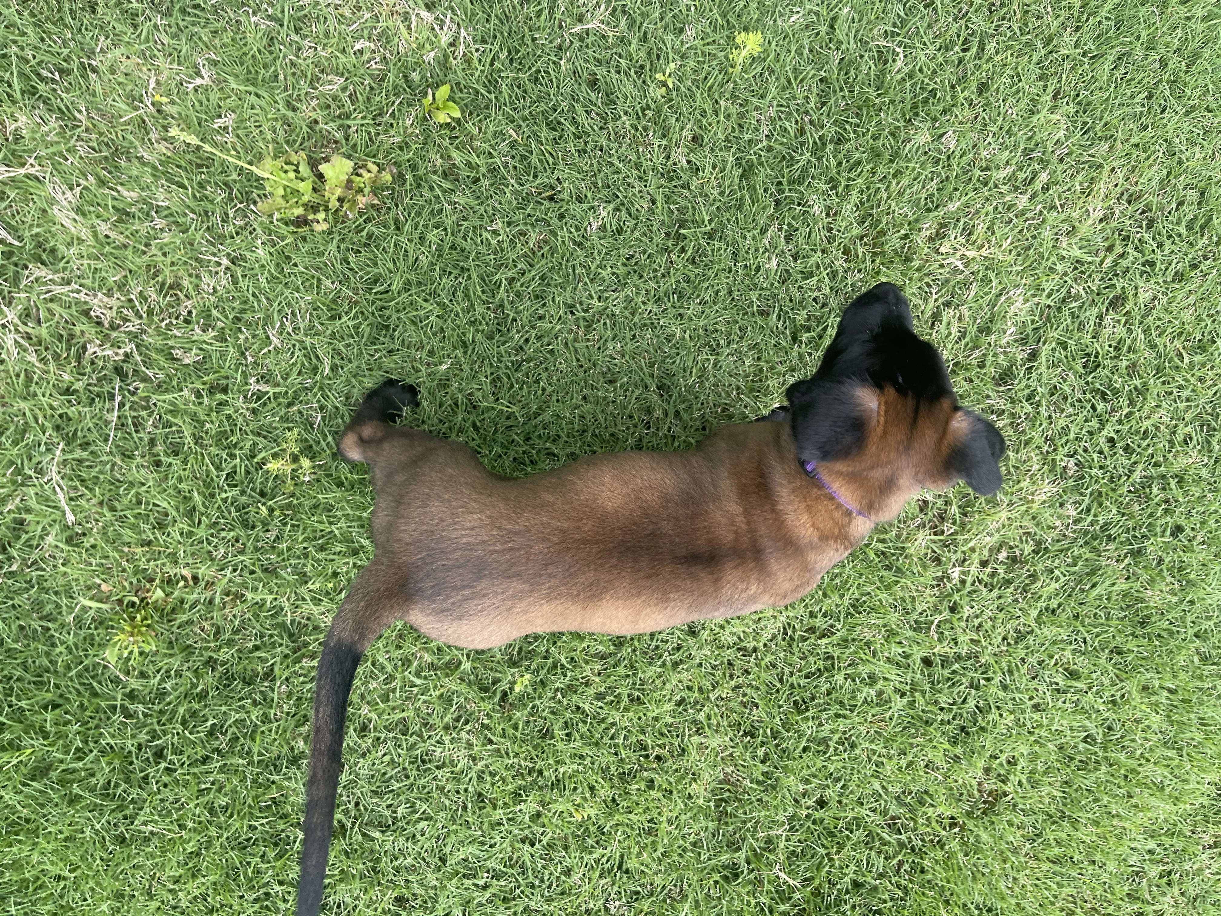 Mai from the Ranger x Mila litter during puppy evaluation and development.