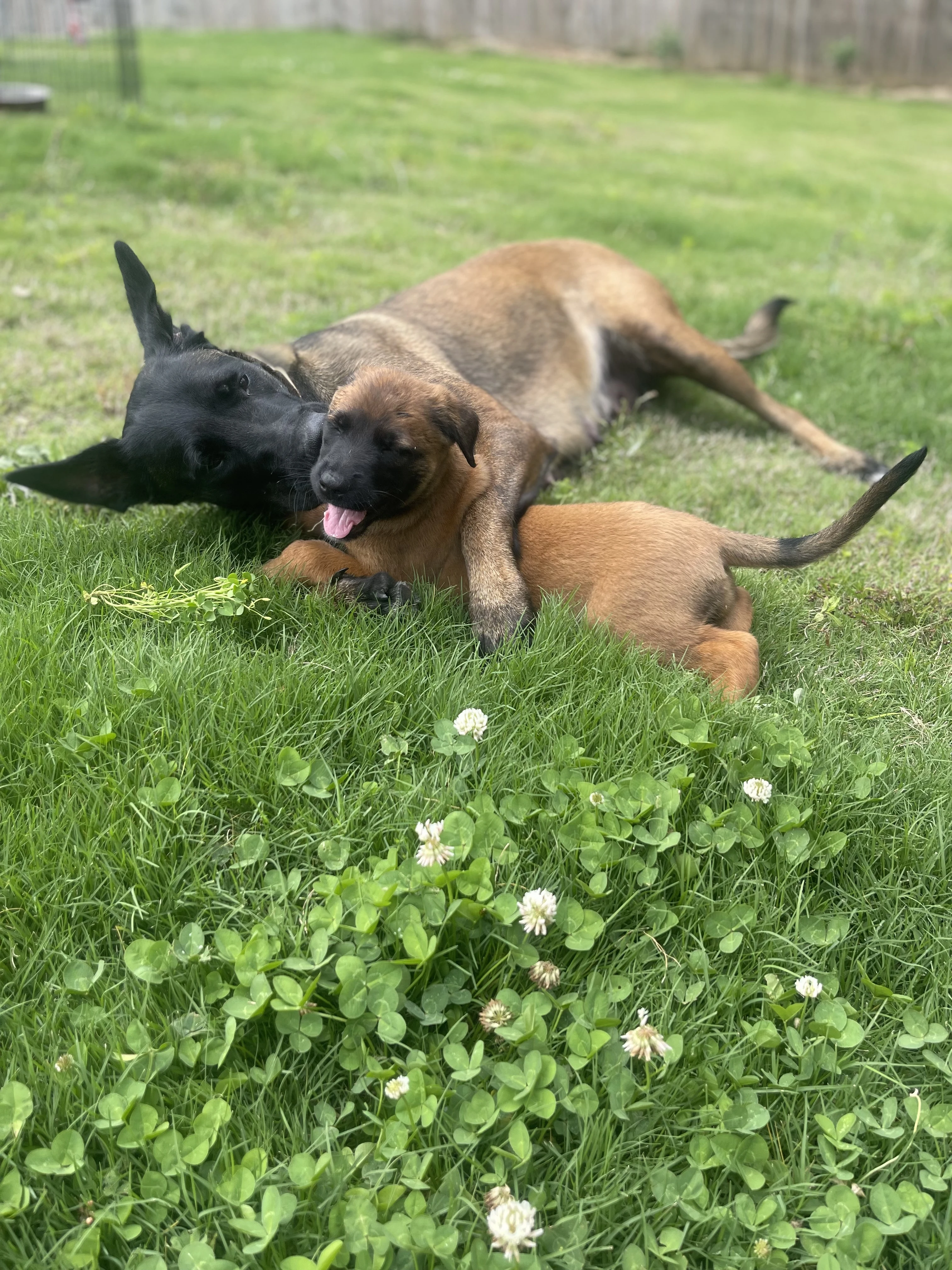 Mai from the Ranger x Mila litter during puppy evaluation and development.