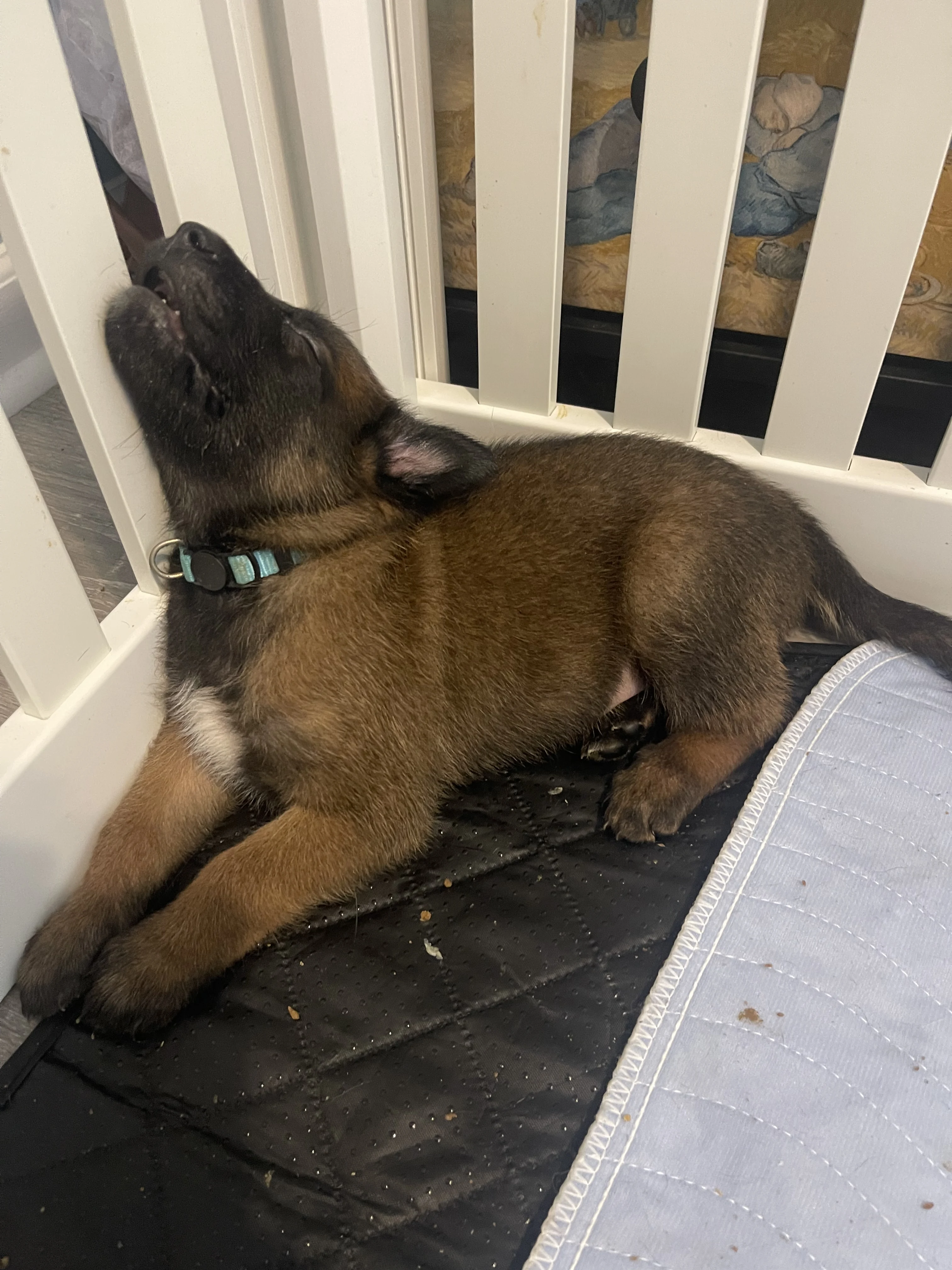 Sokka from the Ranger x Mila litter during puppy evaluation and development.
