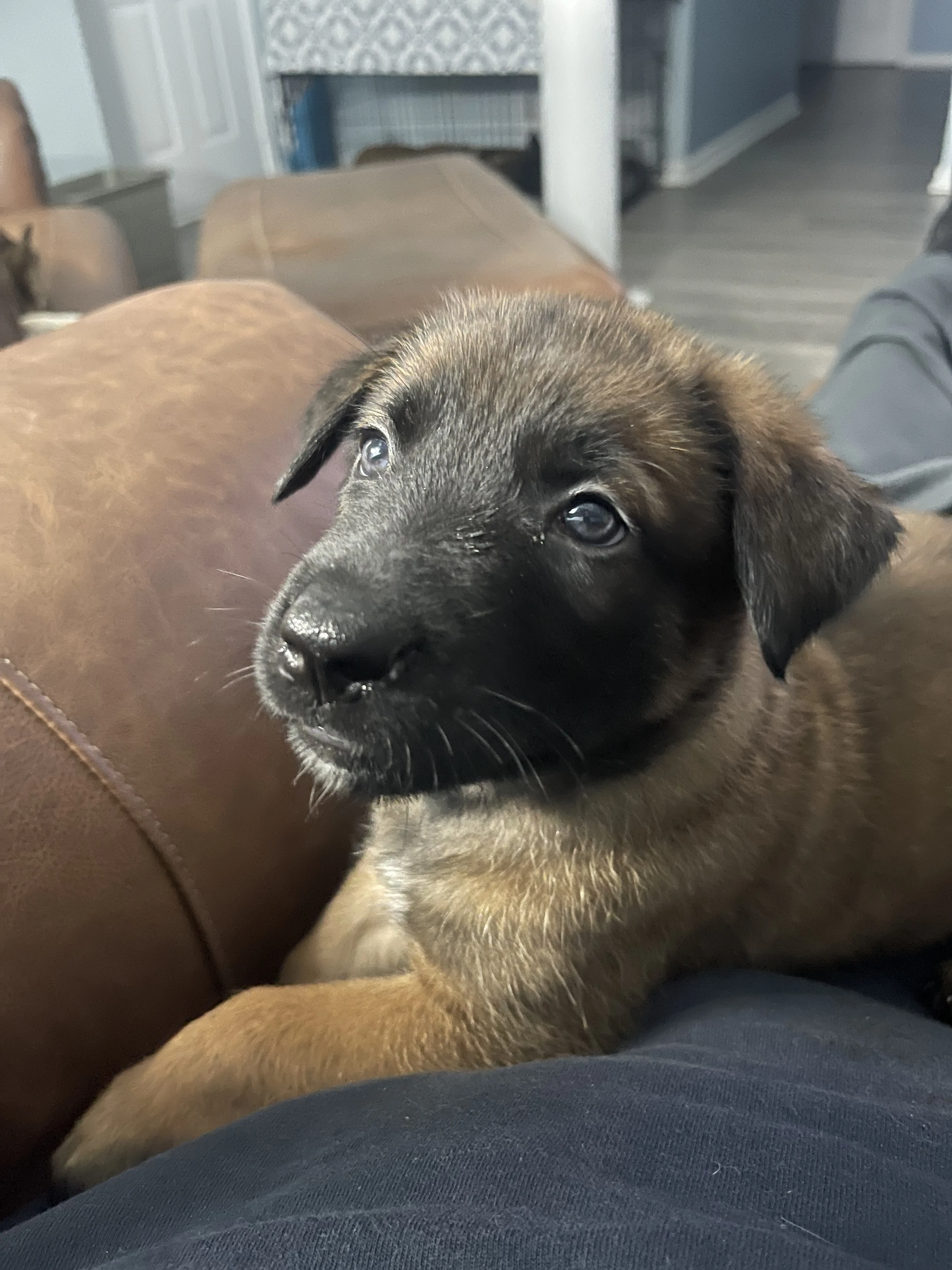 Sokka from the Ranger x Mila litter during puppy evaluation and development.