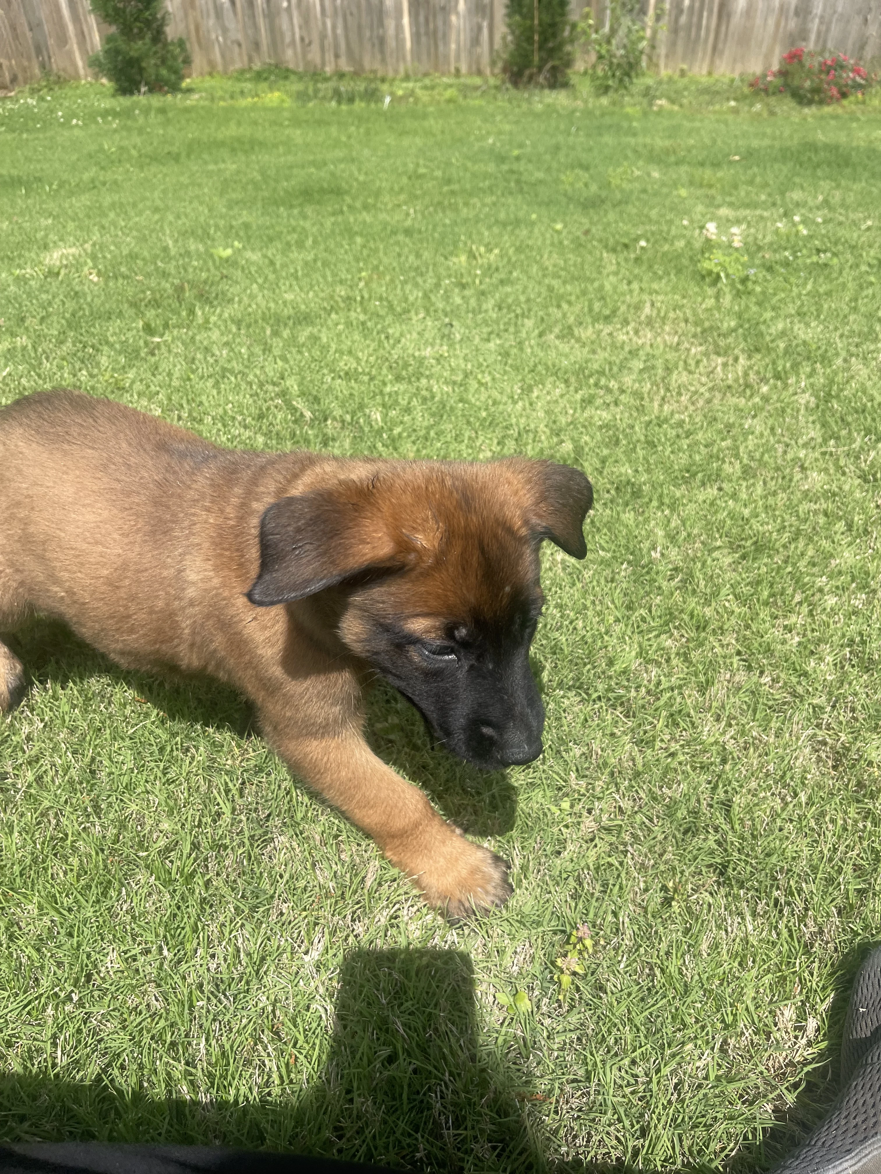 Sokka from the Ranger x Mila litter during puppy evaluation and development.