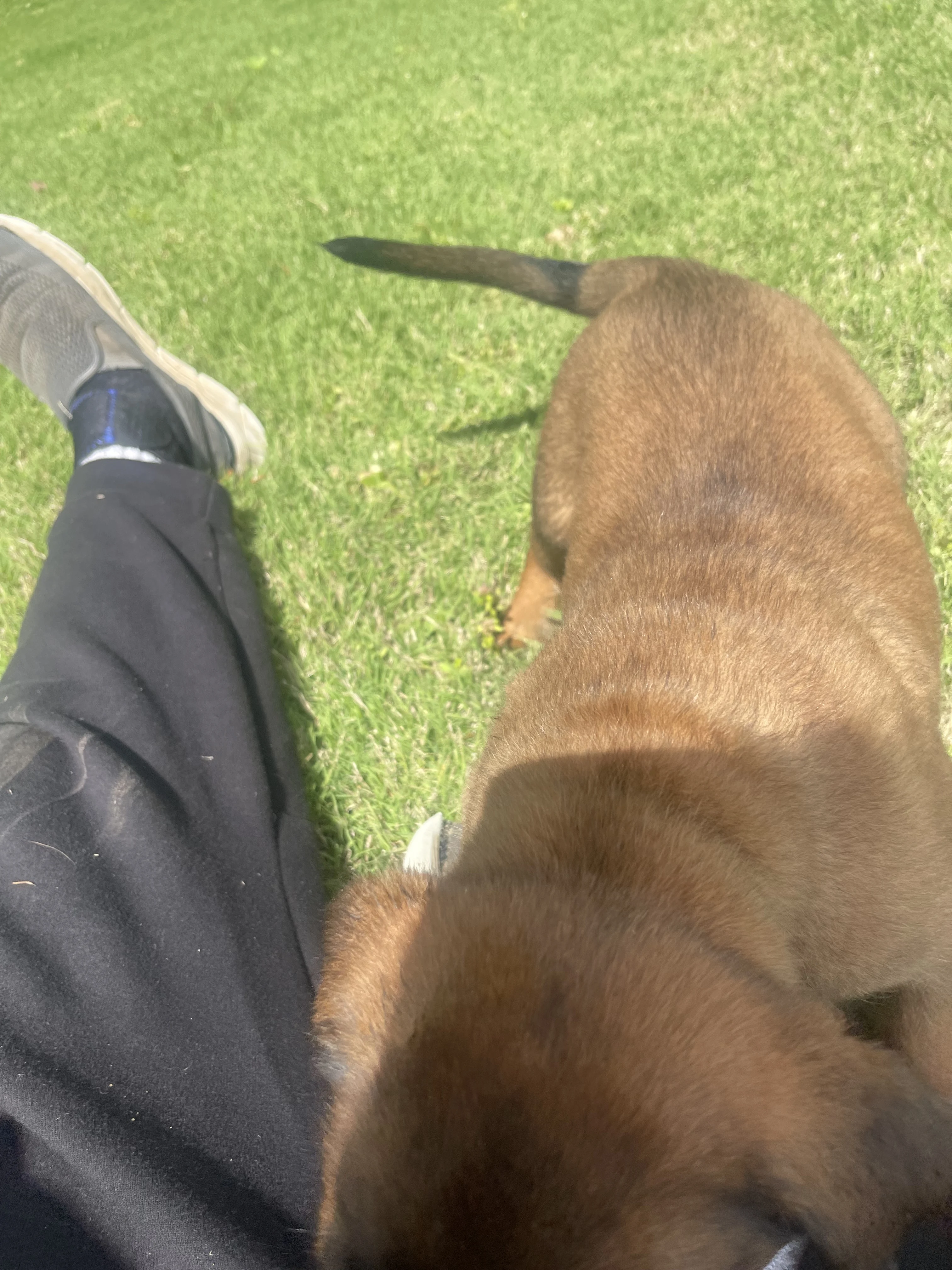 Sokka from the Ranger x Mila litter during puppy evaluation and development.
