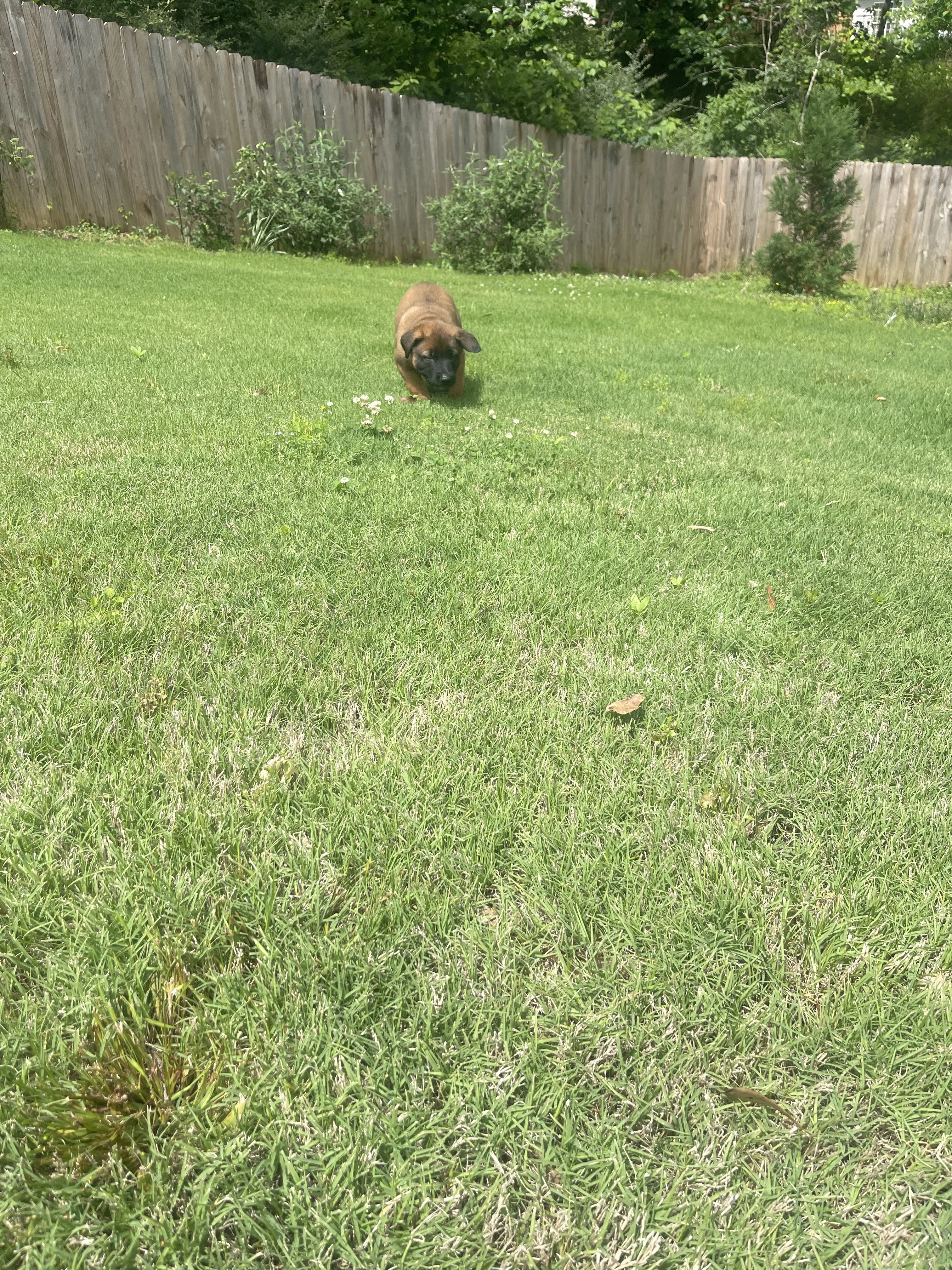 Sokka from the Ranger x Mila litter during puppy evaluation and development.