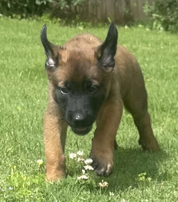 Sokka from the Ranger x Mila litter during puppy evaluation and development.