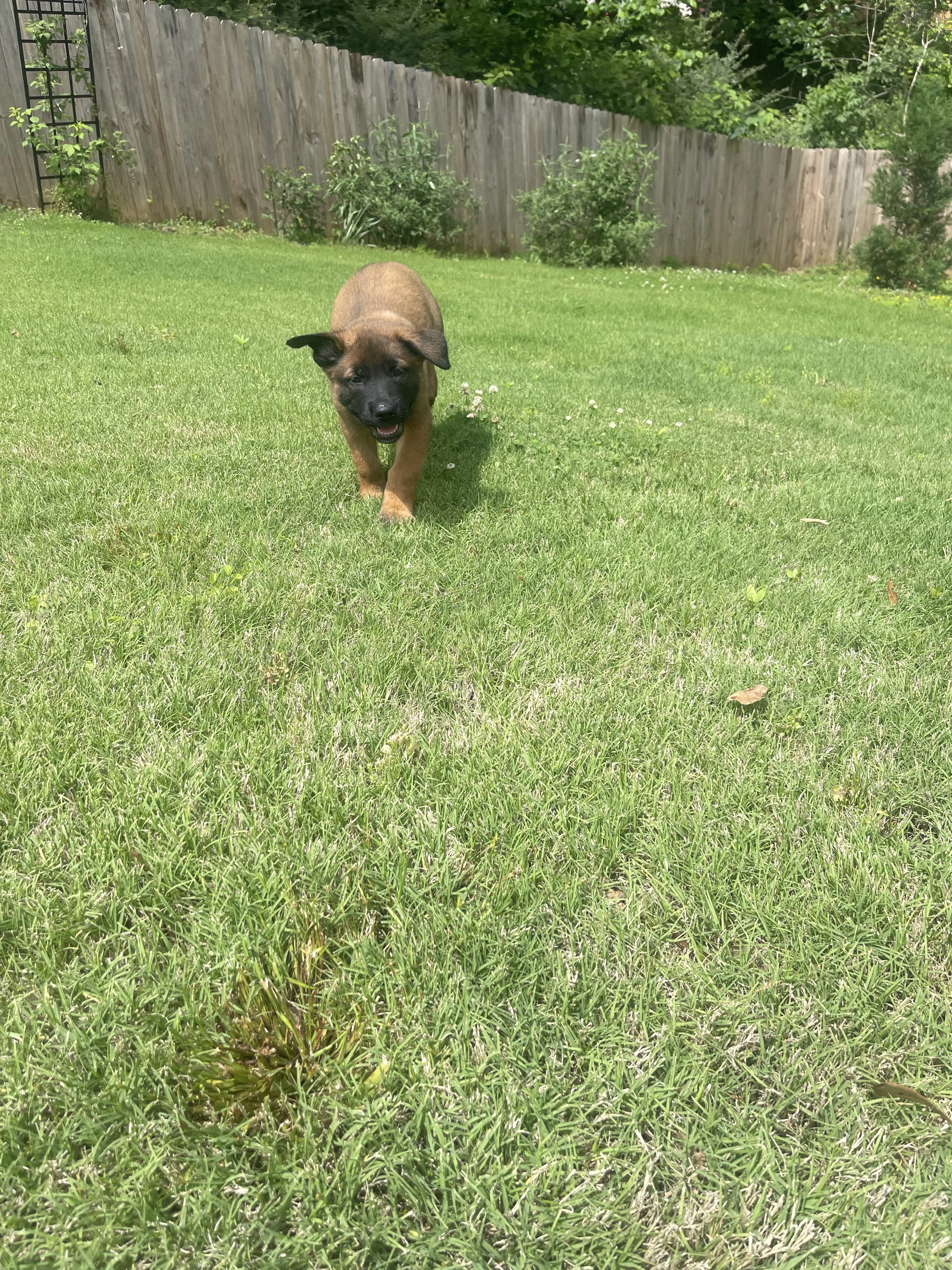 Sokka from the Ranger x Mila litter during puppy evaluation and development.