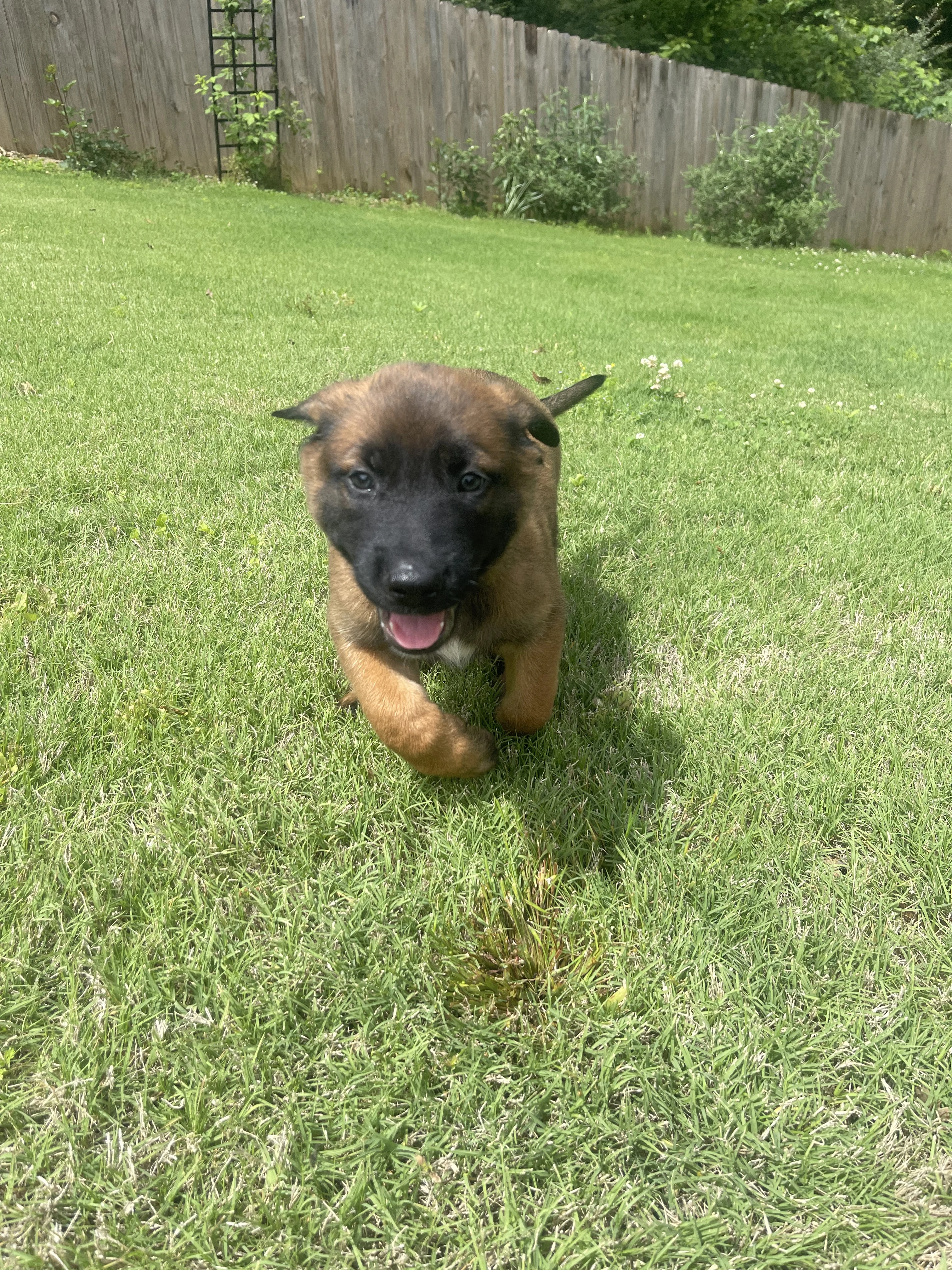 Sokka from the Ranger x Mila litter during puppy evaluation and development.