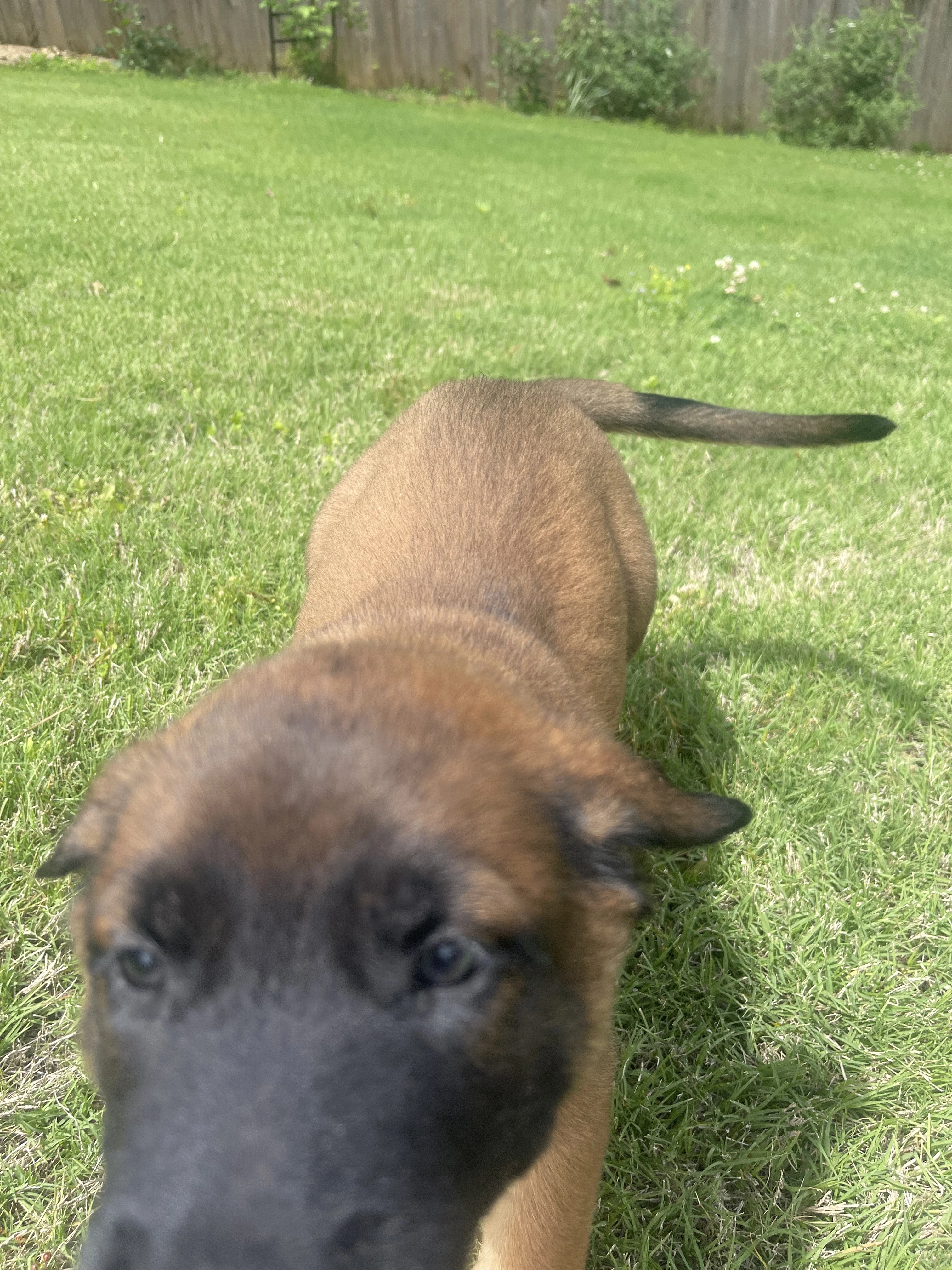 Sokka from the Ranger x Mila litter during puppy evaluation and development.