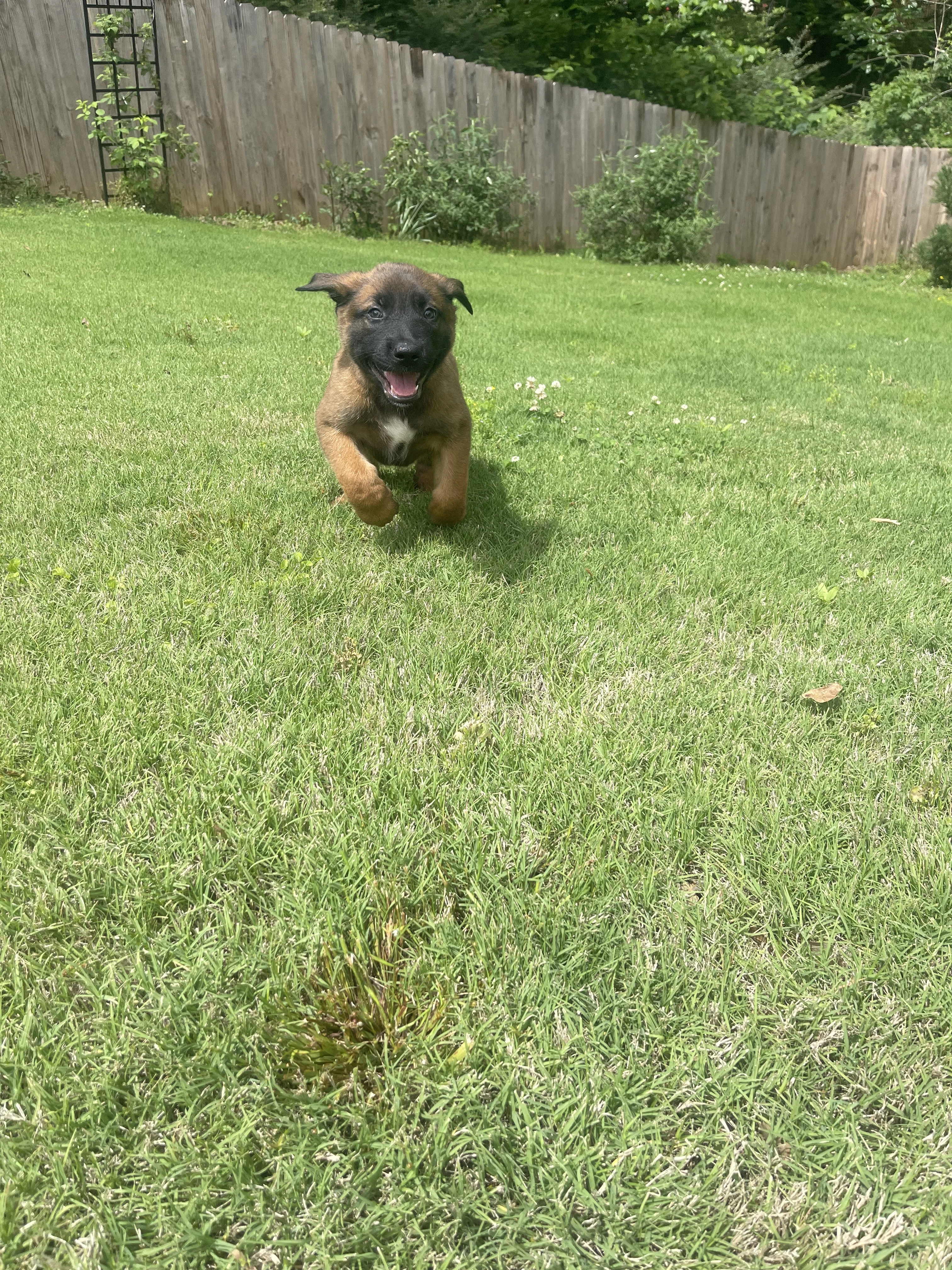 Sokka from the Ranger x Mila litter during puppy evaluation and development.