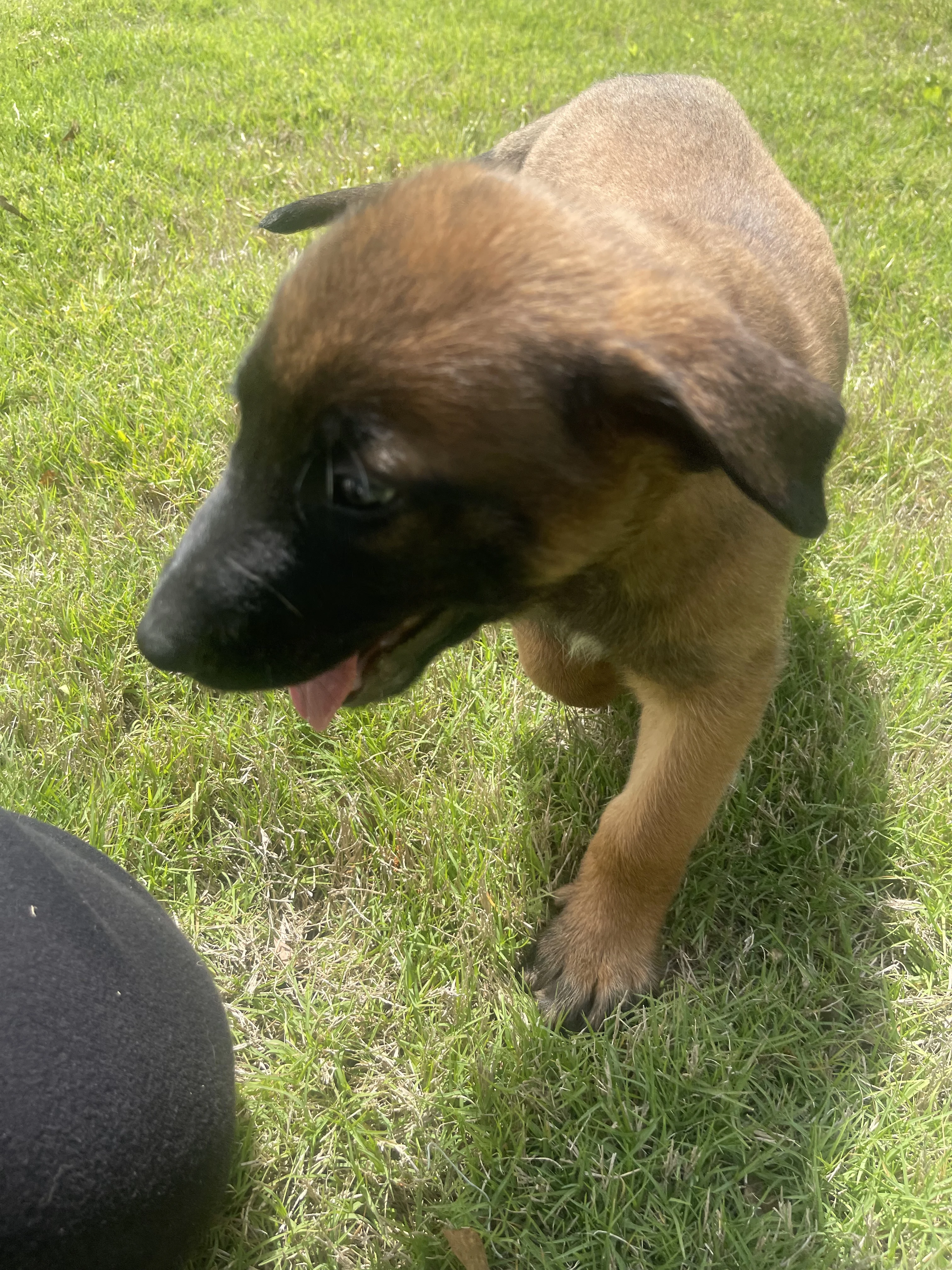 Sokka from the Ranger x Mila litter during puppy evaluation and development.