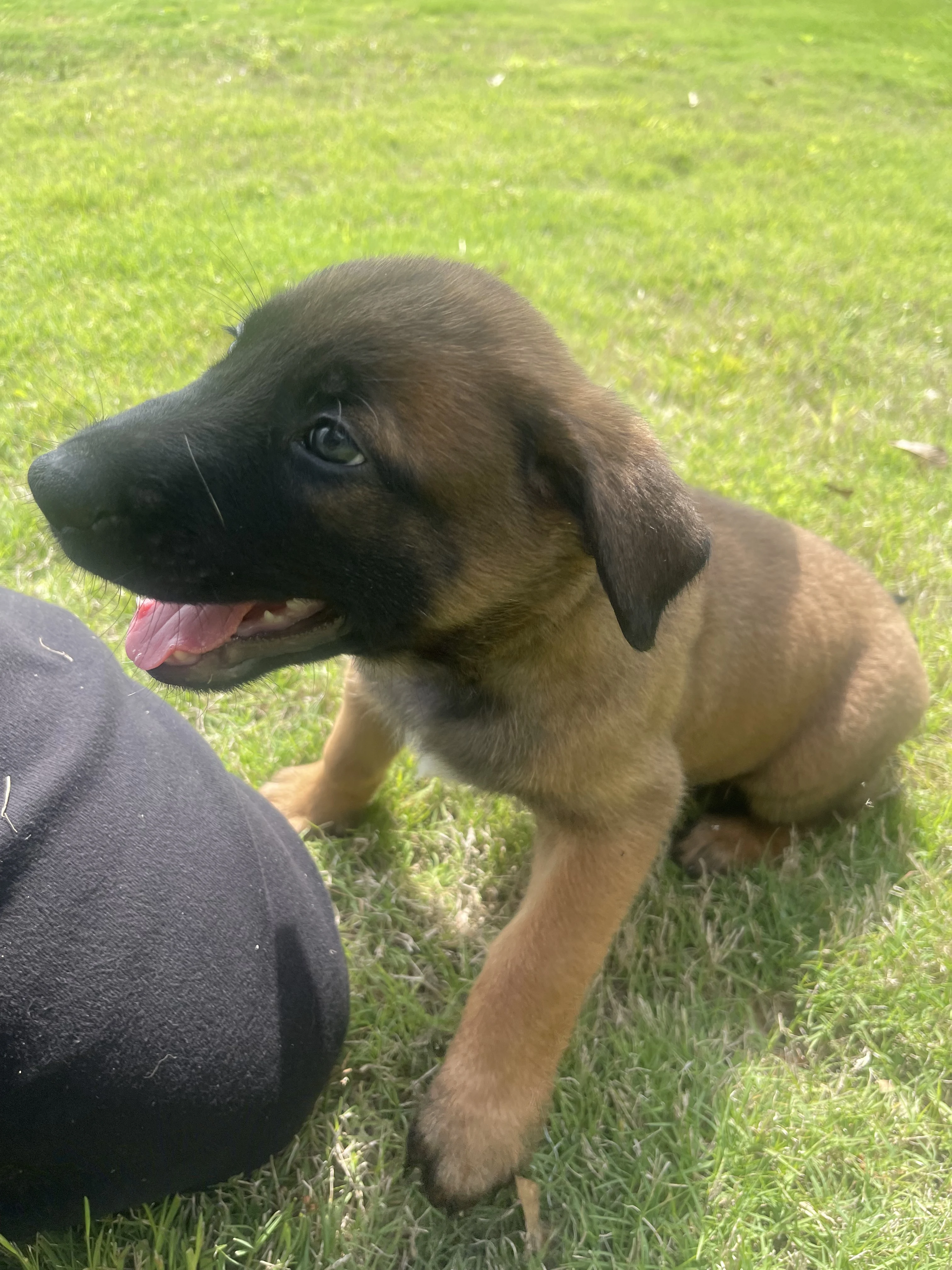 Sokka from the Ranger x Mila litter during puppy evaluation and development.