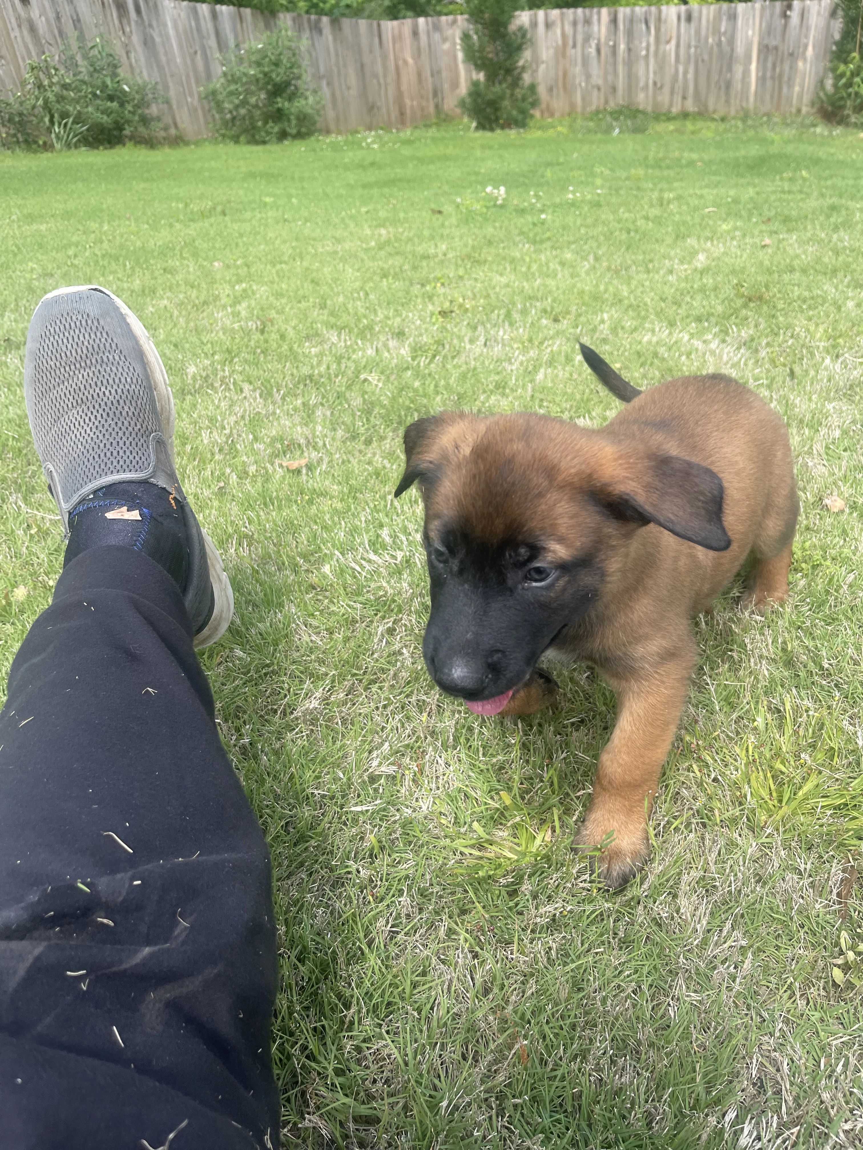 Sokka from the Ranger x Mila litter during puppy evaluation and development.
