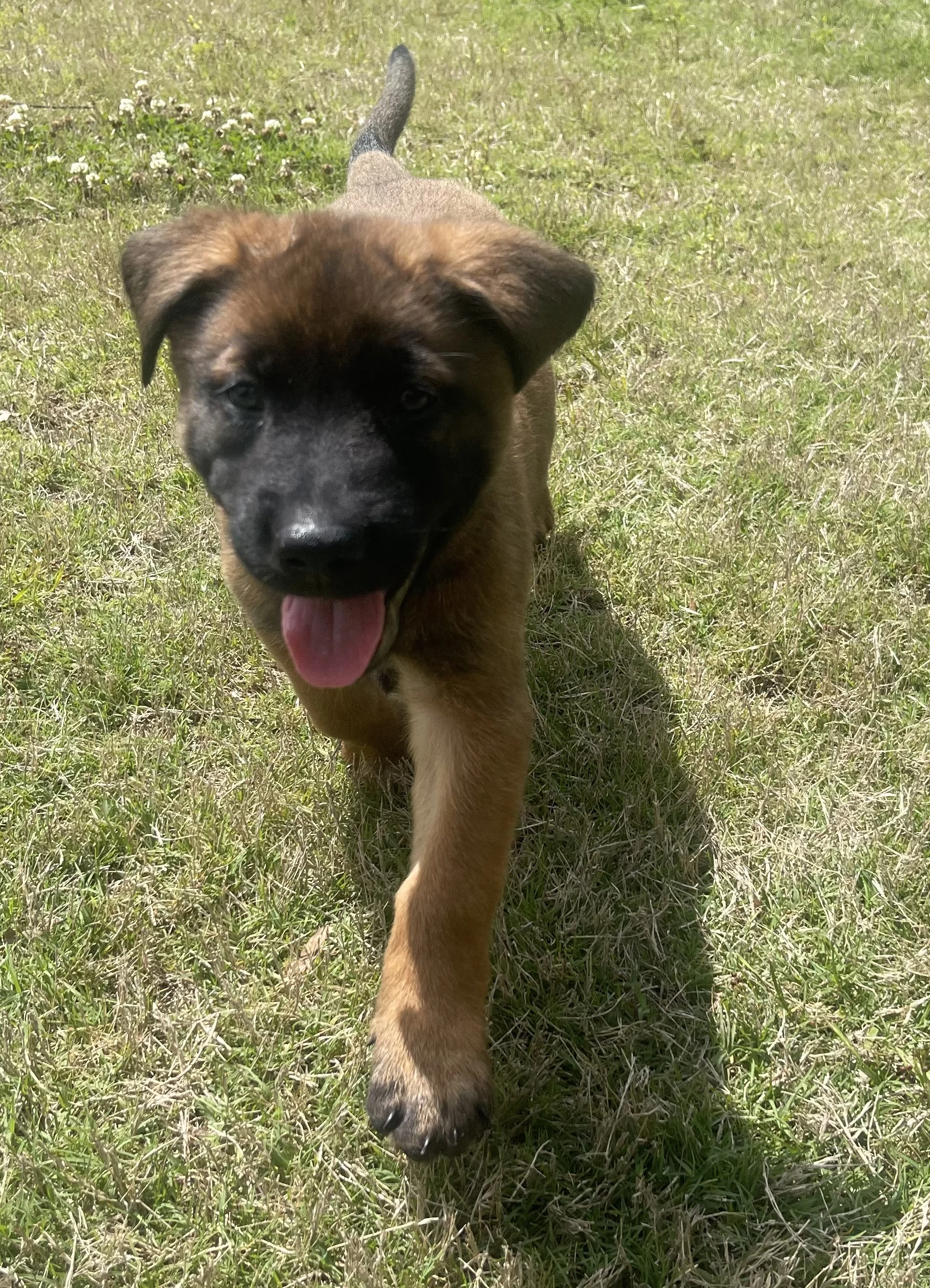 Sokka from the Ranger x Mila litter during puppy evaluation and development.