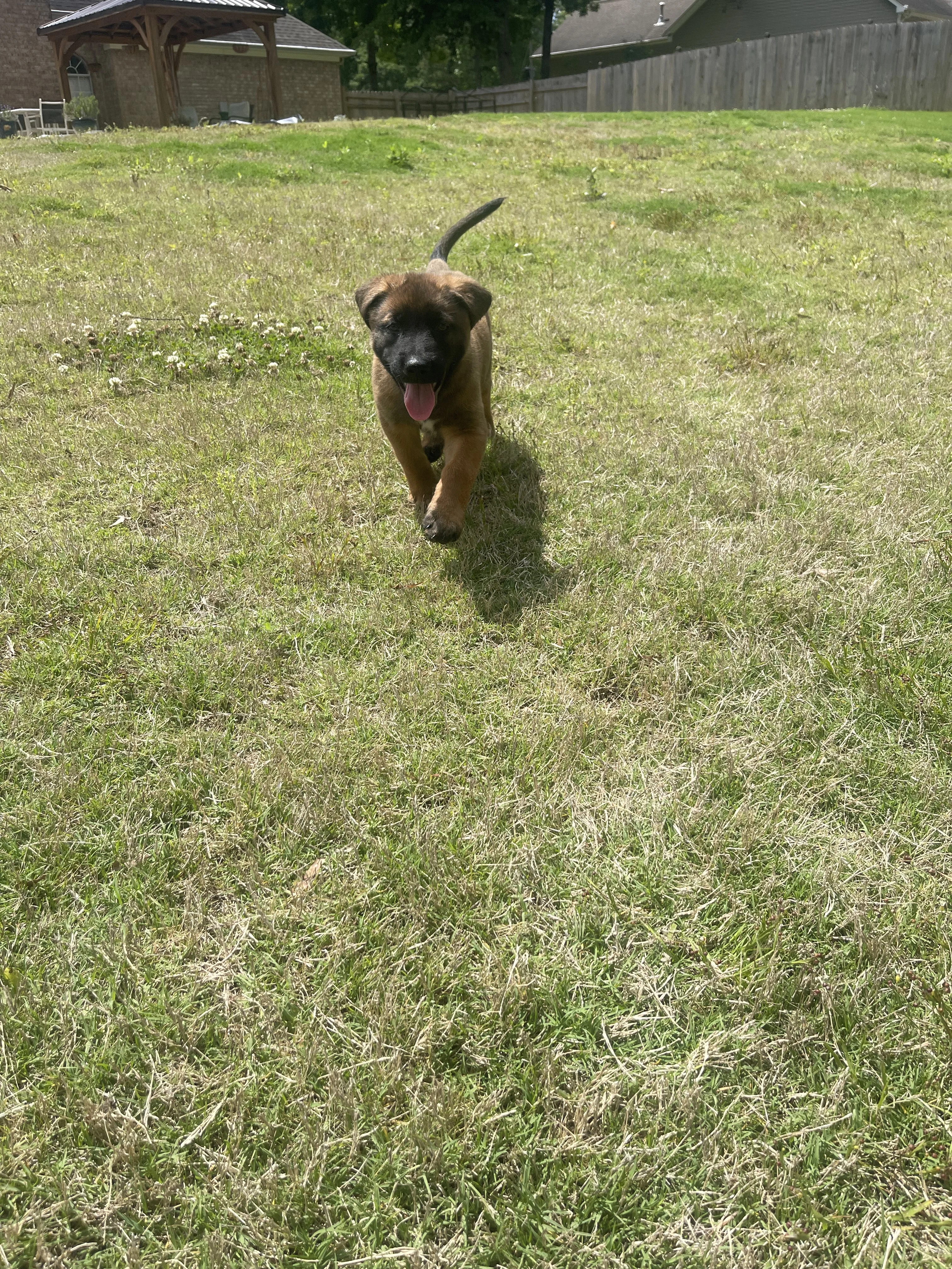 Sokka from the Ranger x Mila litter during puppy evaluation and development.