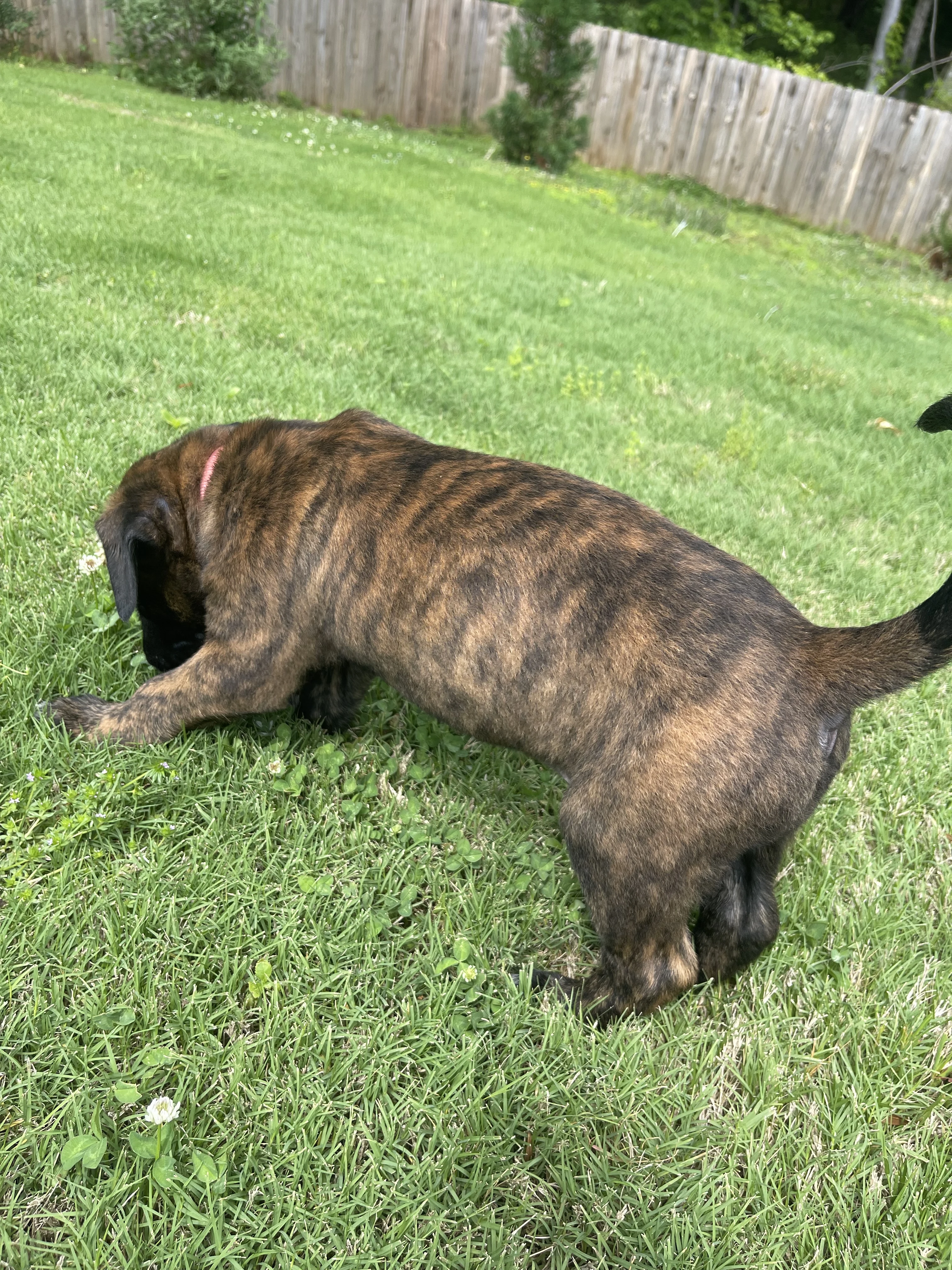 Toph from the Ranger x Mila litter during puppy evaluation and development.