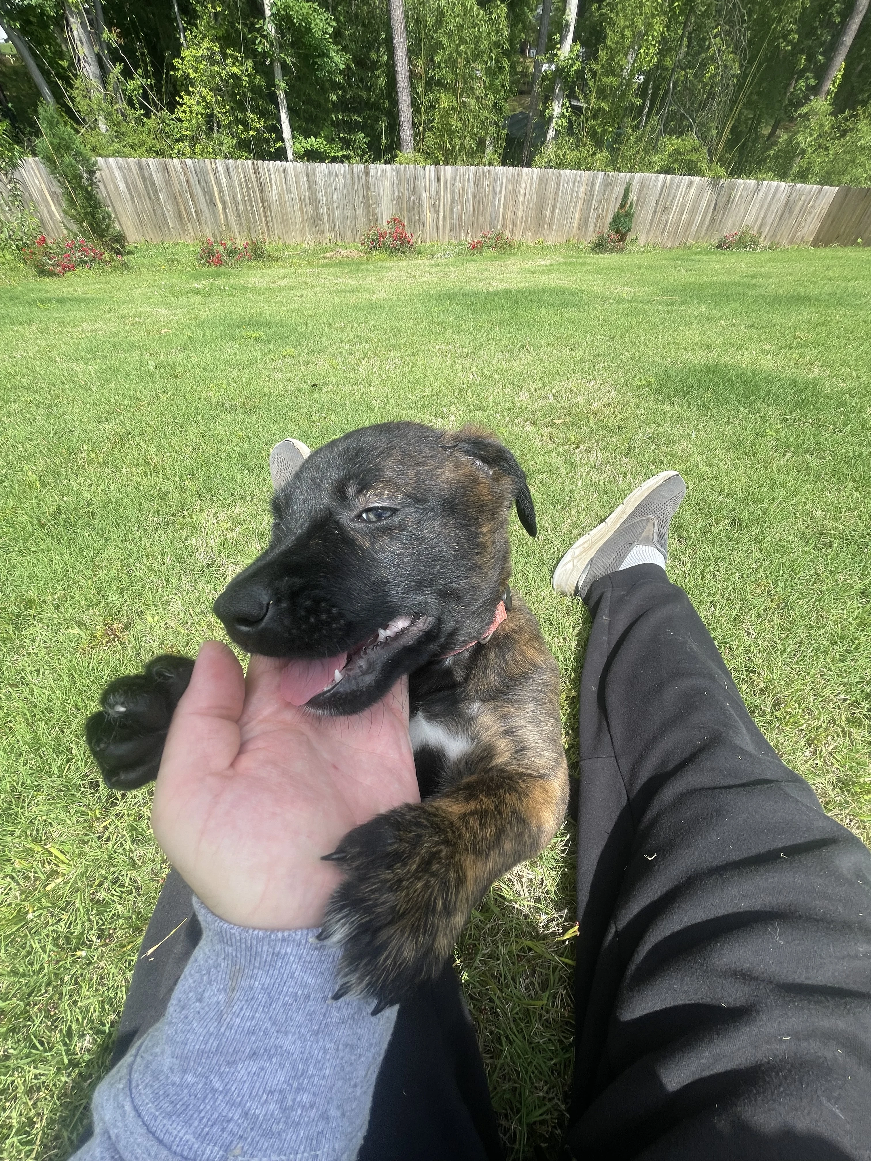 Toph from the Ranger x Mila litter during puppy evaluation and development.