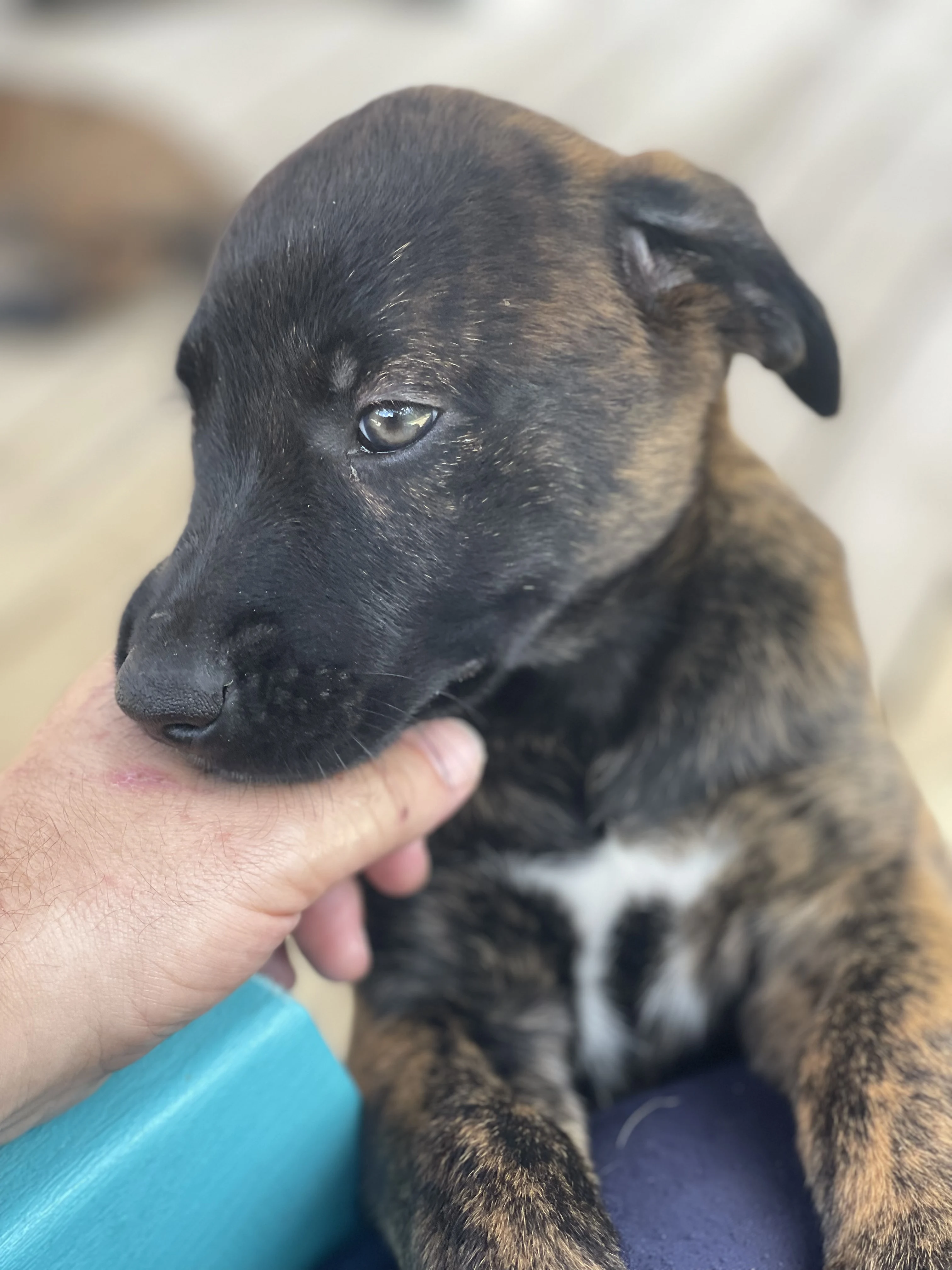 Toph from the Ranger x Mila litter during puppy evaluation and development.