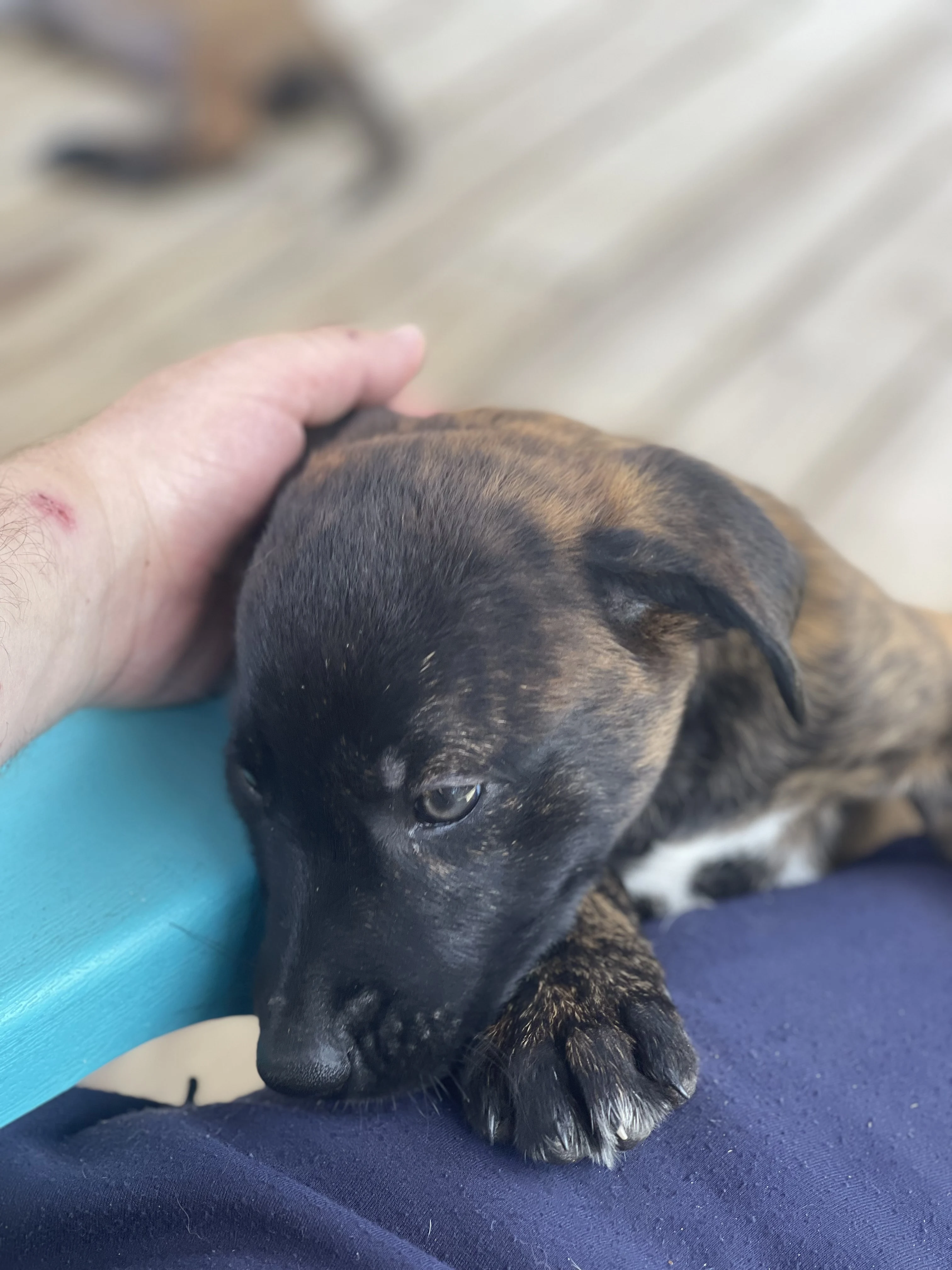 Toph from the Ranger x Mila litter during puppy evaluation and development.