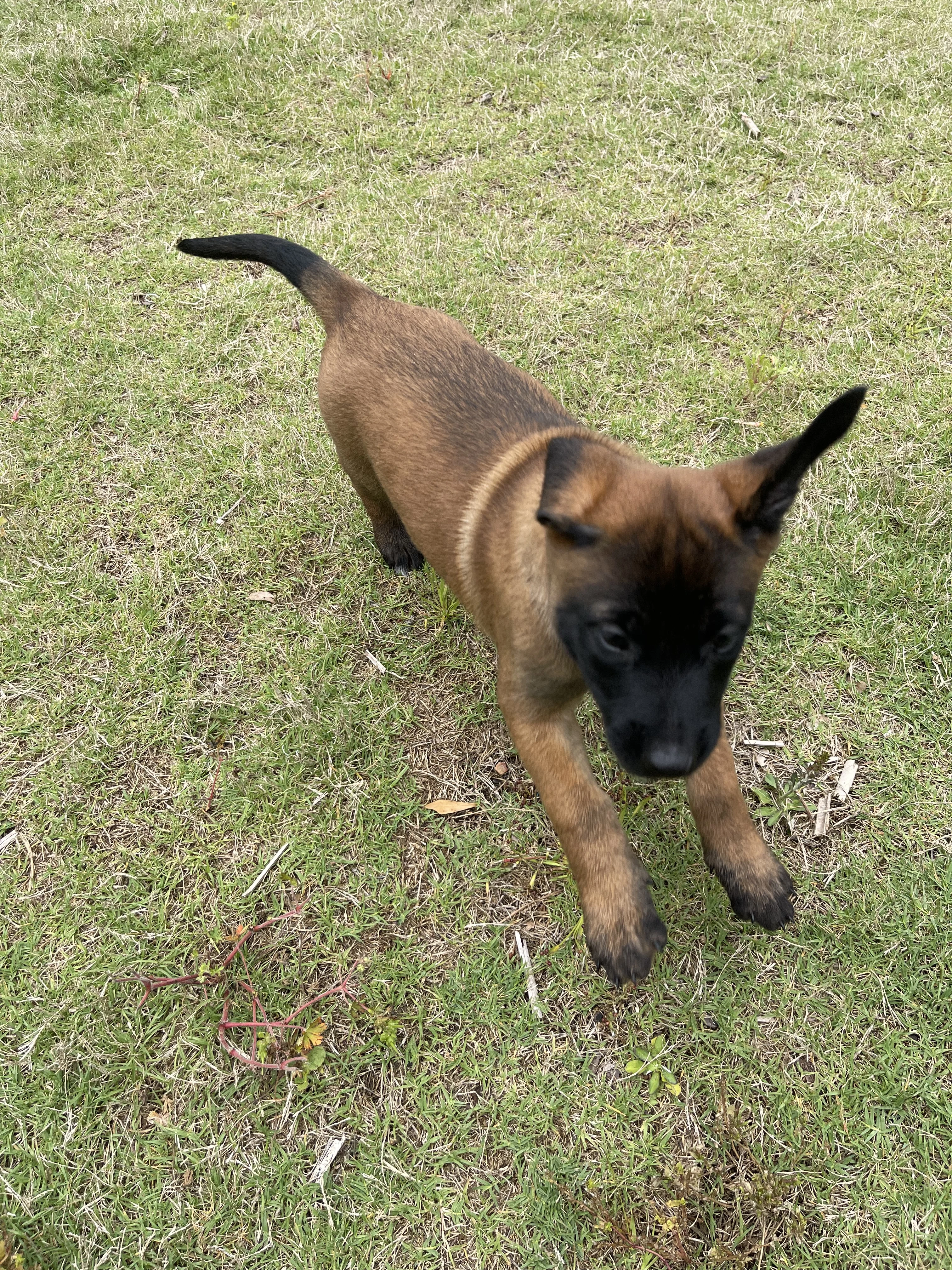Ty Lee from the Ranger x Mila litter during puppy evaluation and development.
