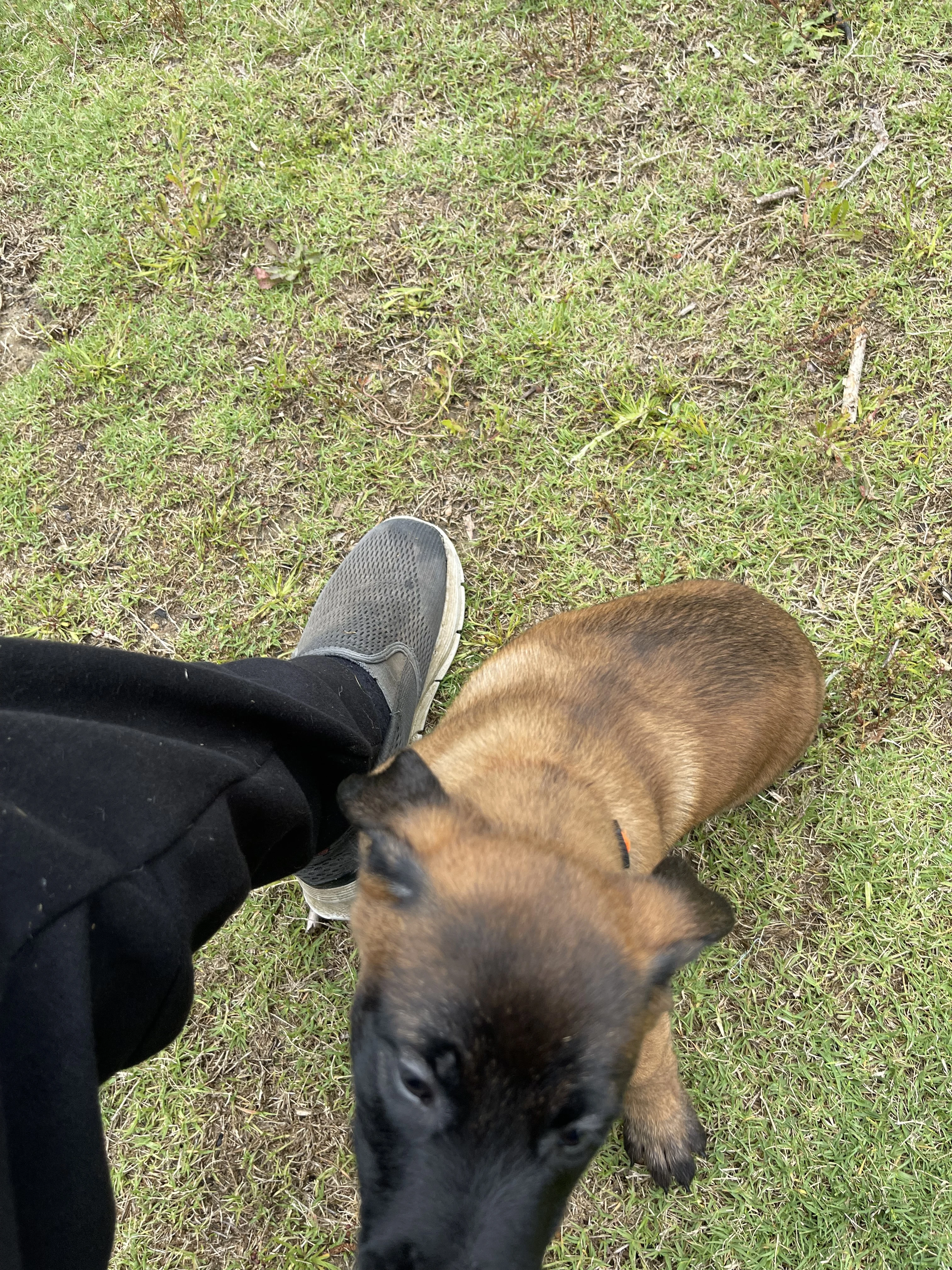 Ty Lee from the Ranger x Mila litter during puppy evaluation and development.