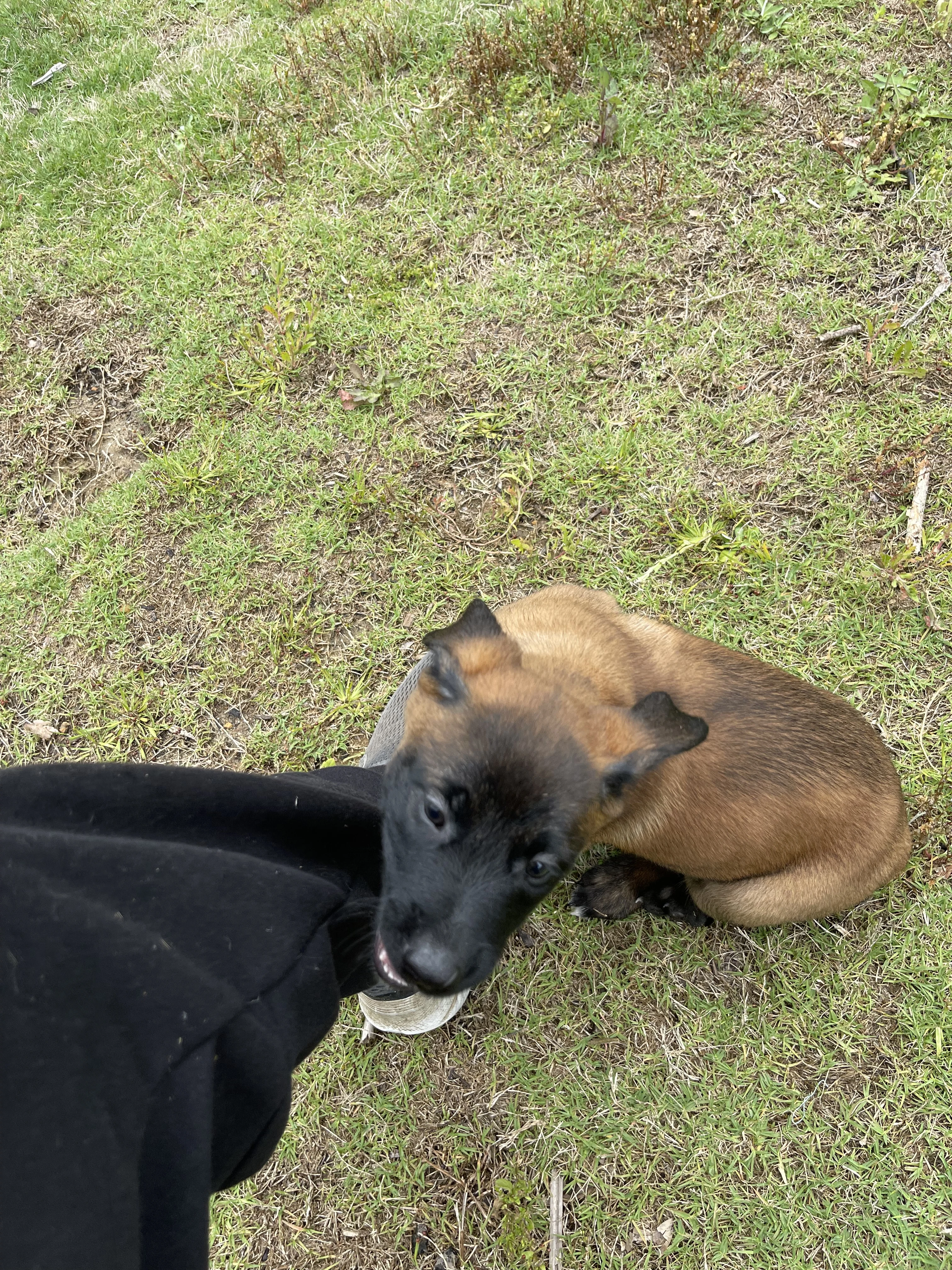 Ty Lee from the Ranger x Mila litter during puppy evaluation and development.
