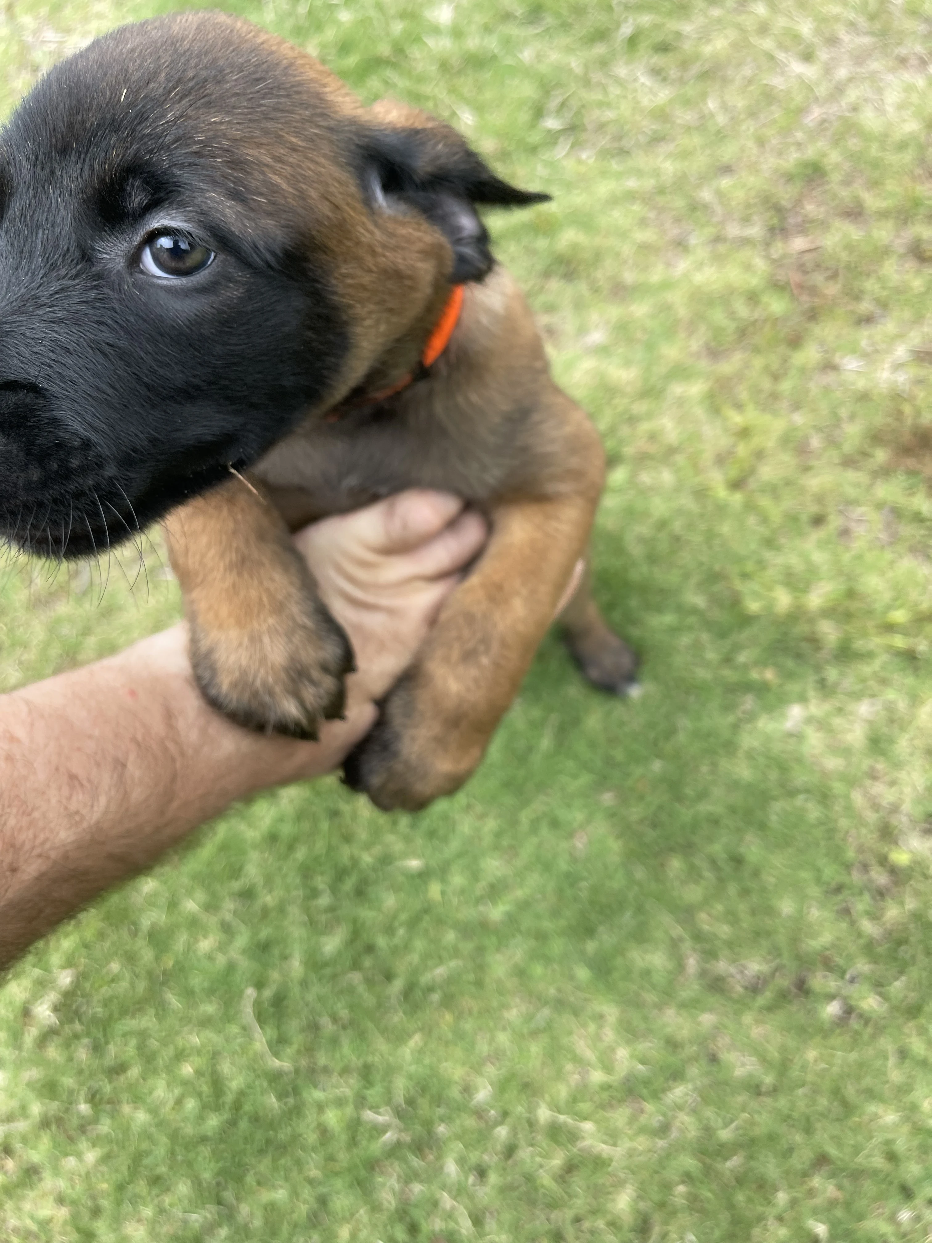 Ty Lee from the Ranger x Mila litter during puppy evaluation and development.