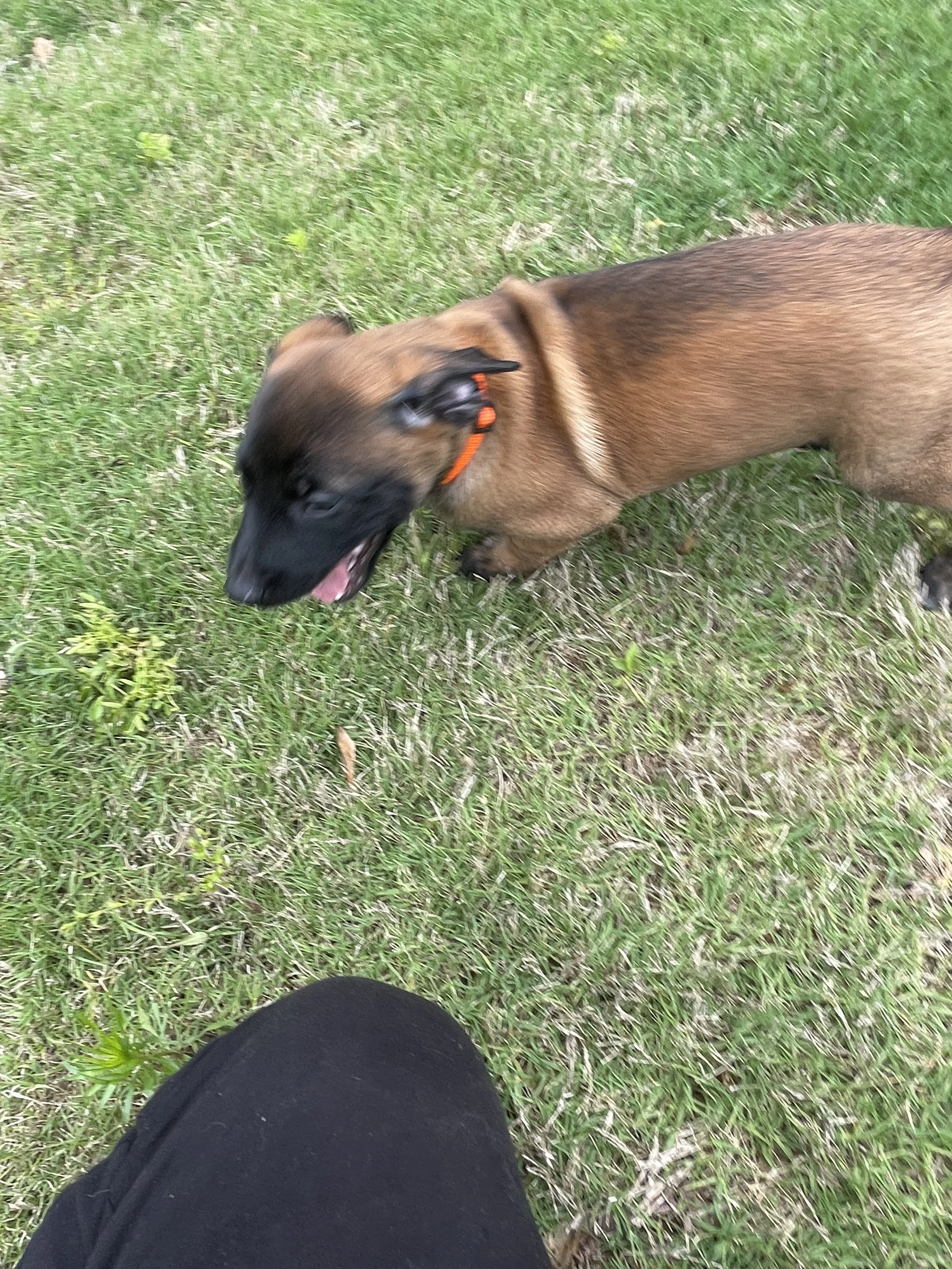 Ty Lee from the Ranger x Mila litter during puppy evaluation and development.
