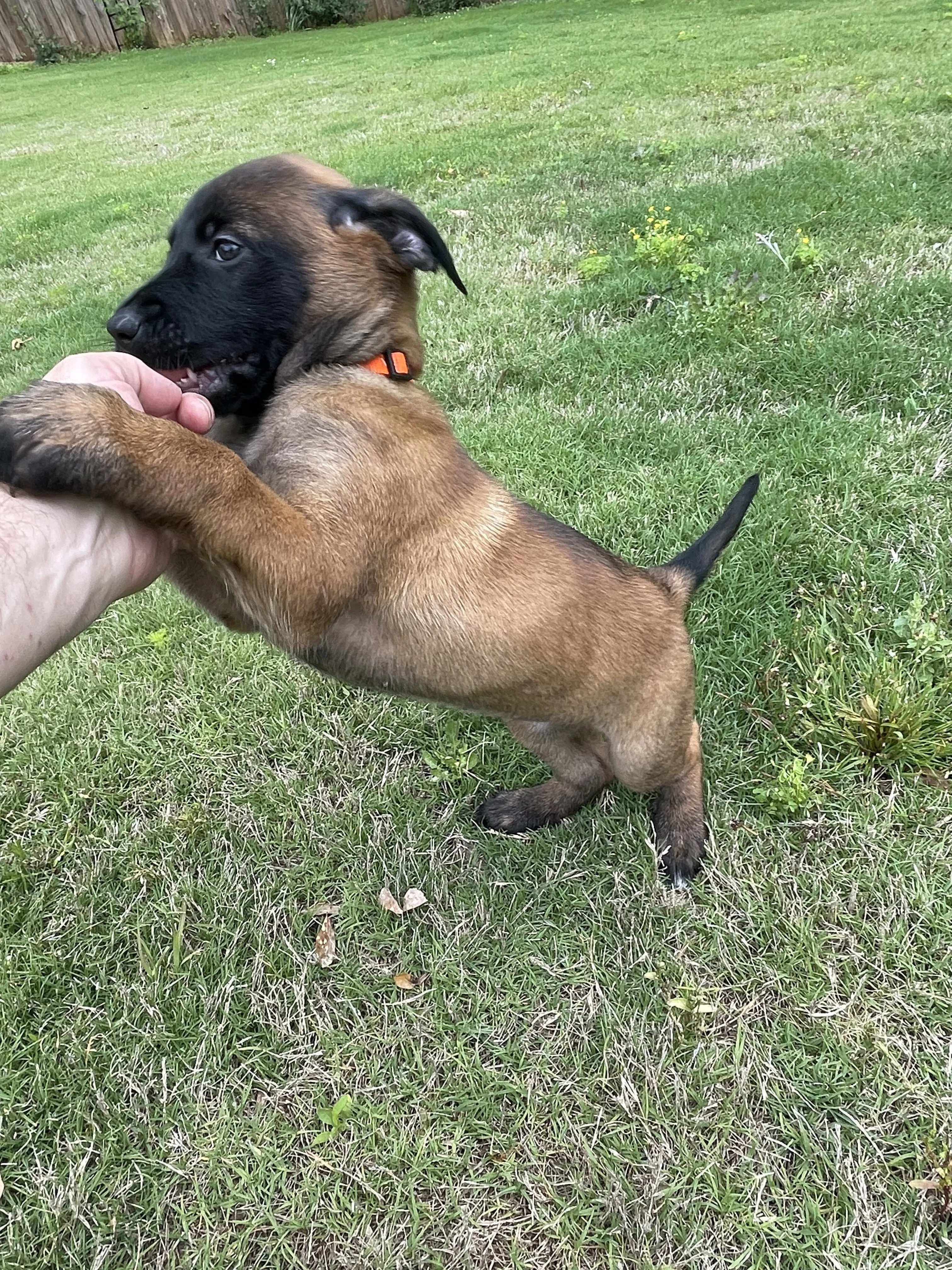 Ty Lee from the Ranger x Mila litter during puppy evaluation and development.