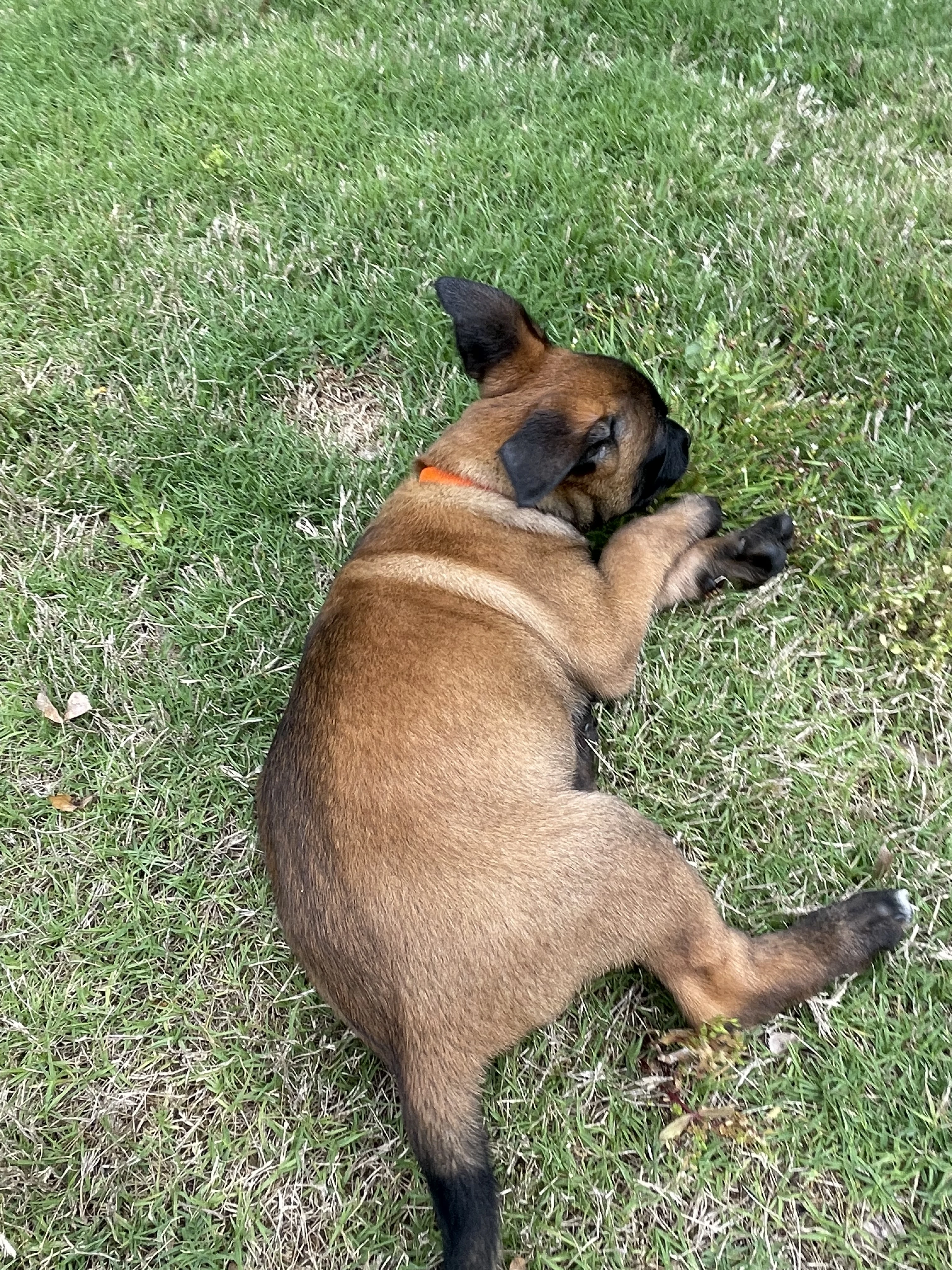 Ty Lee from the Ranger x Mila litter during puppy evaluation and development.