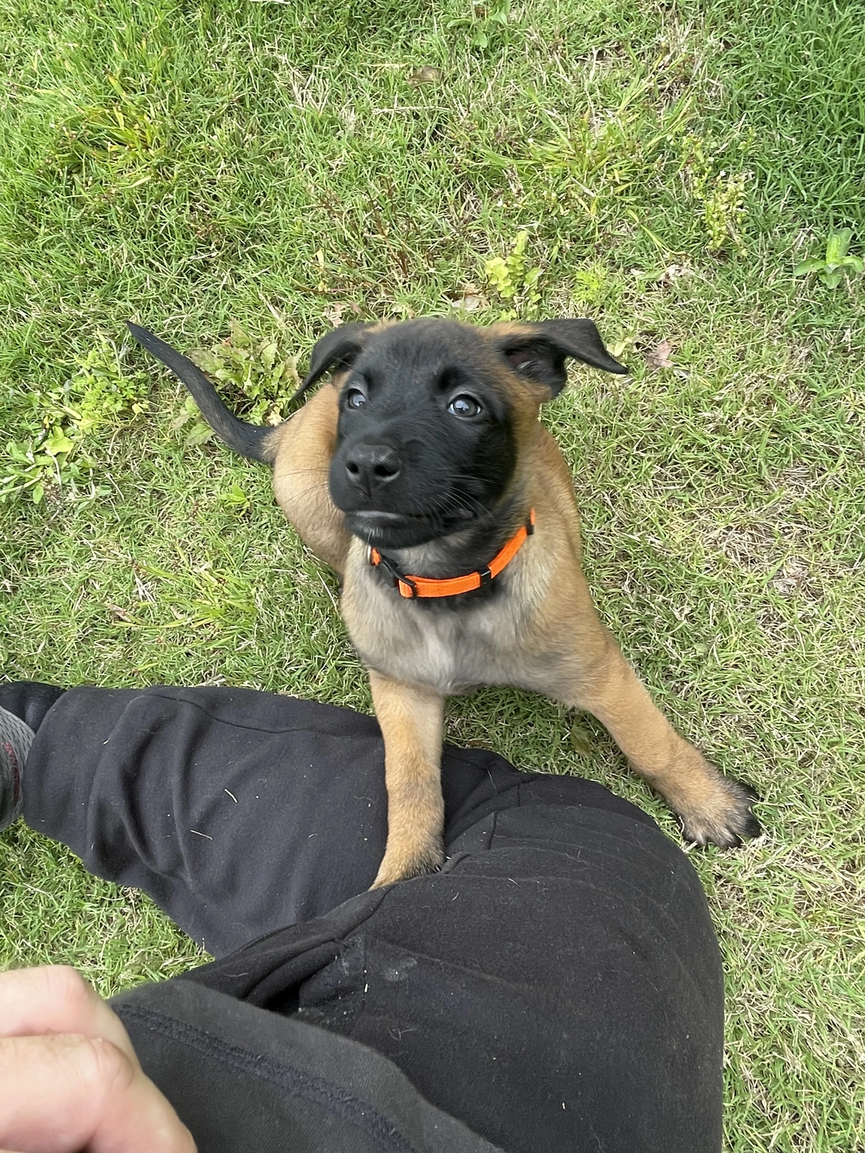 Ty Lee from the Ranger x Mila litter during puppy evaluation and development.