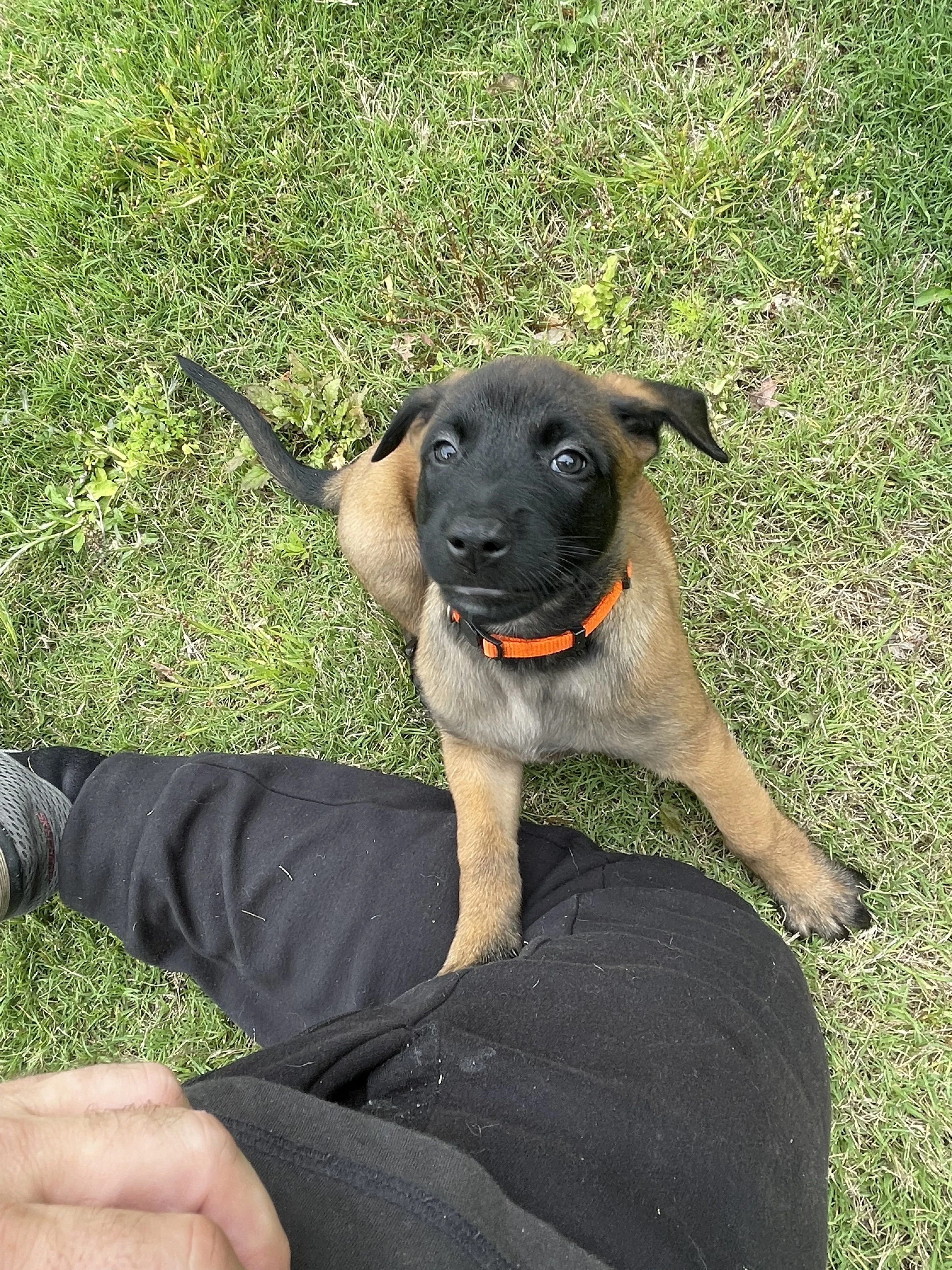 Ty Lee from the Ranger x Mila litter during puppy evaluation and development.