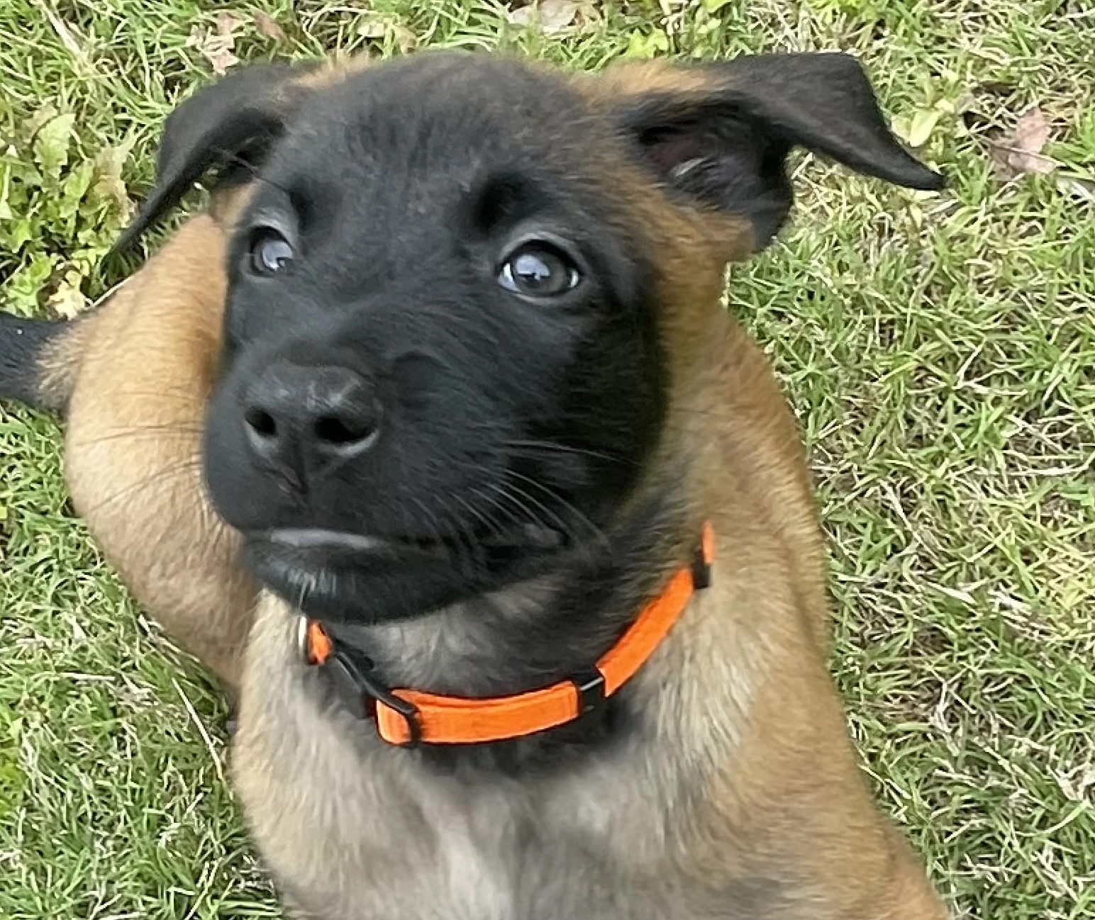 Ty Lee from the Ranger x Mila litter during puppy evaluation and development.