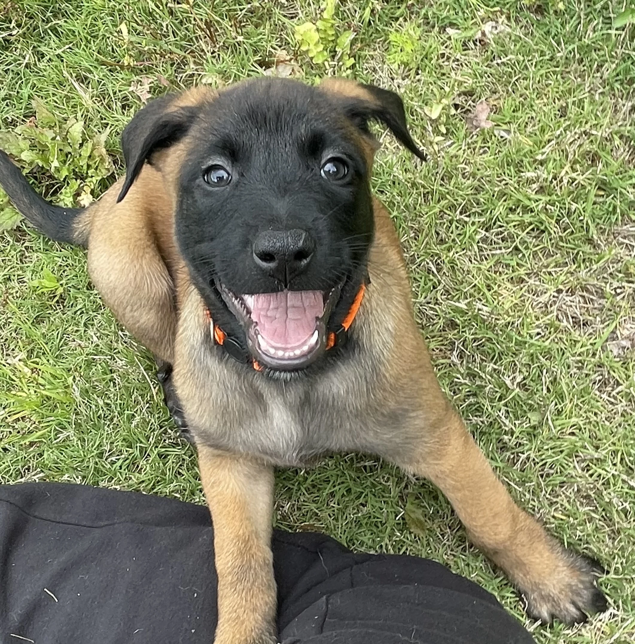 Ty Lee from the Ranger x Mila litter during puppy evaluation and development.