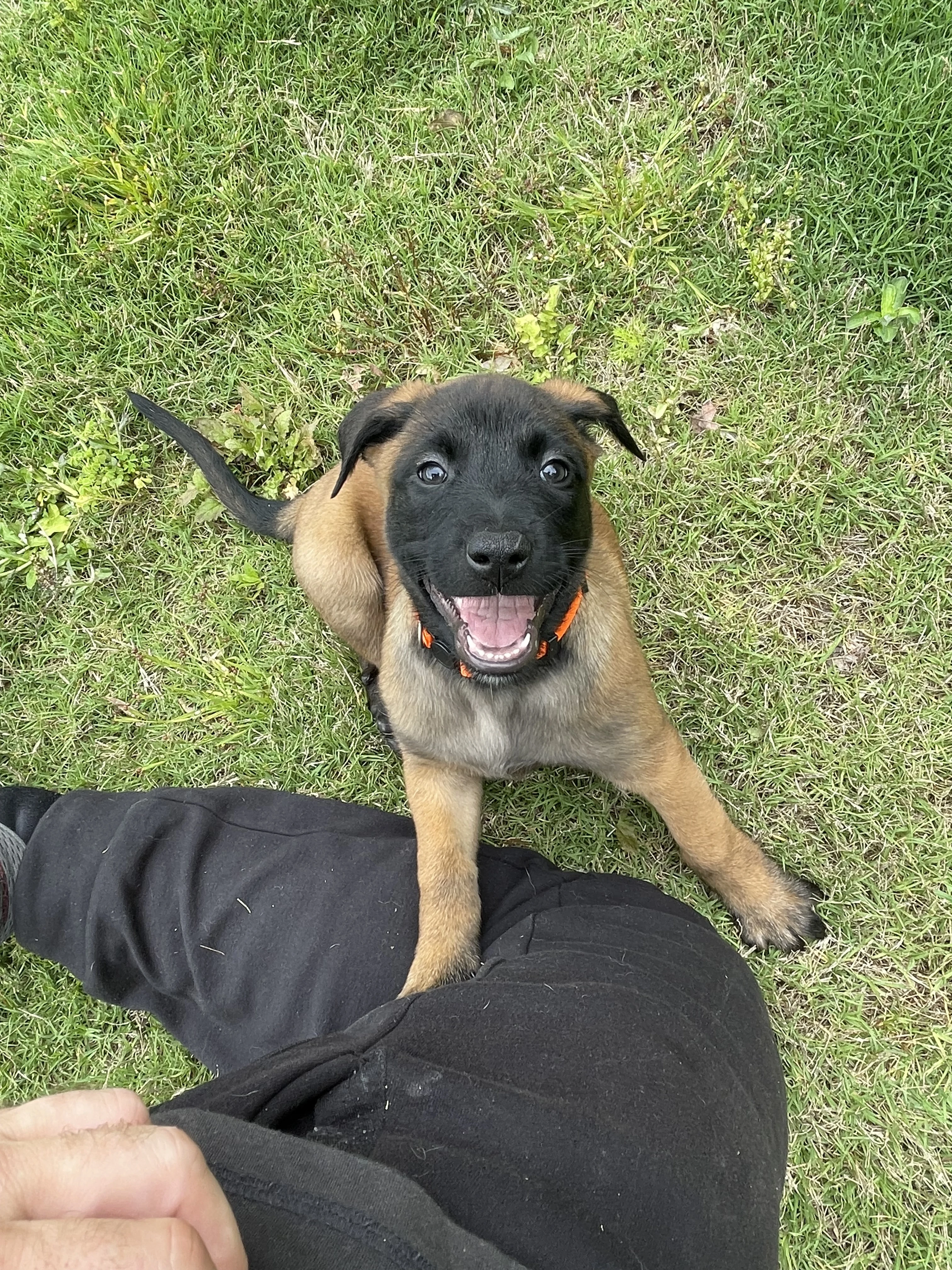 Ty Lee from the Ranger x Mila litter during puppy evaluation and development.