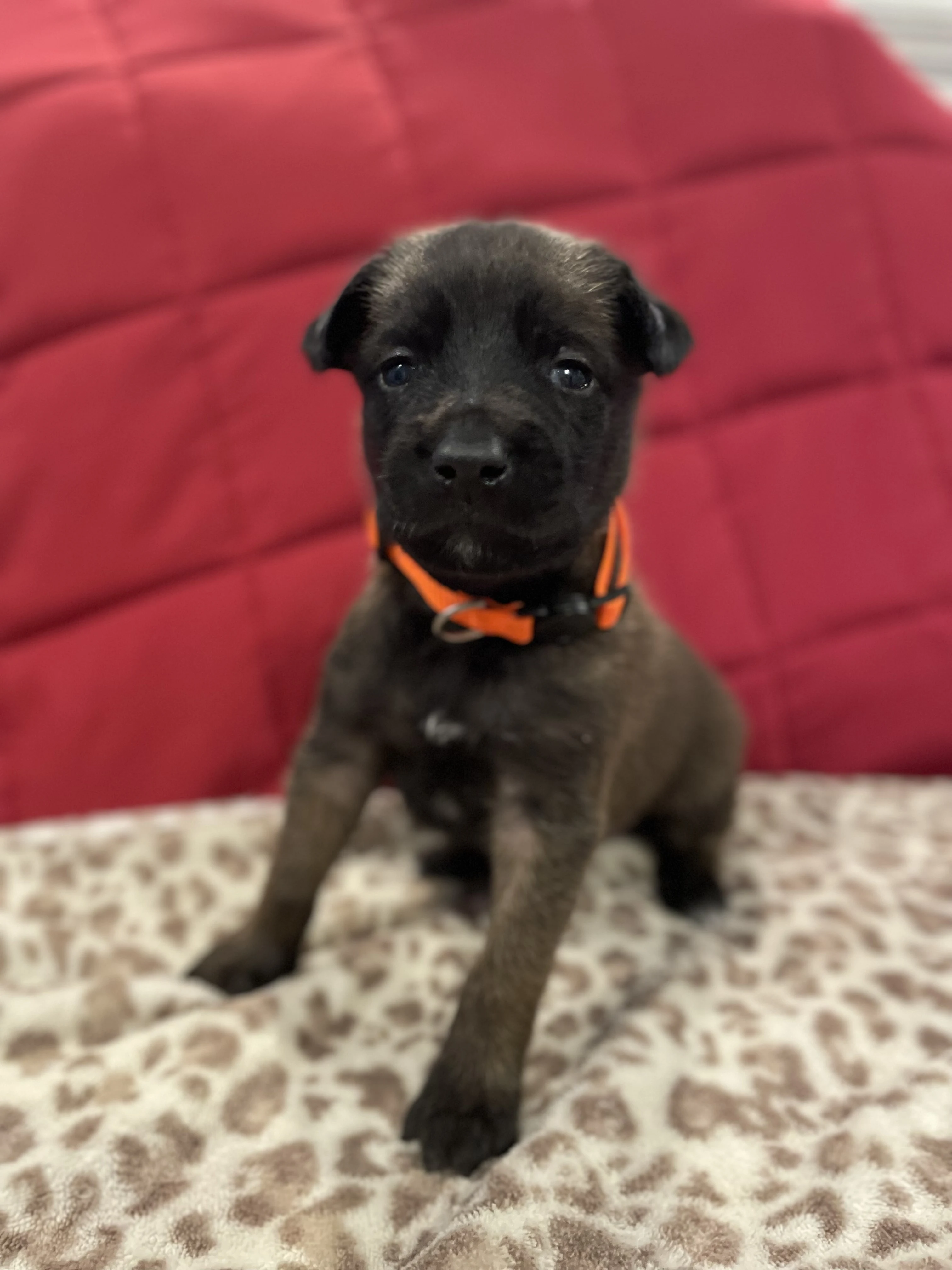 Ty Lee from the Ranger x Mila litter during puppy evaluation and development.