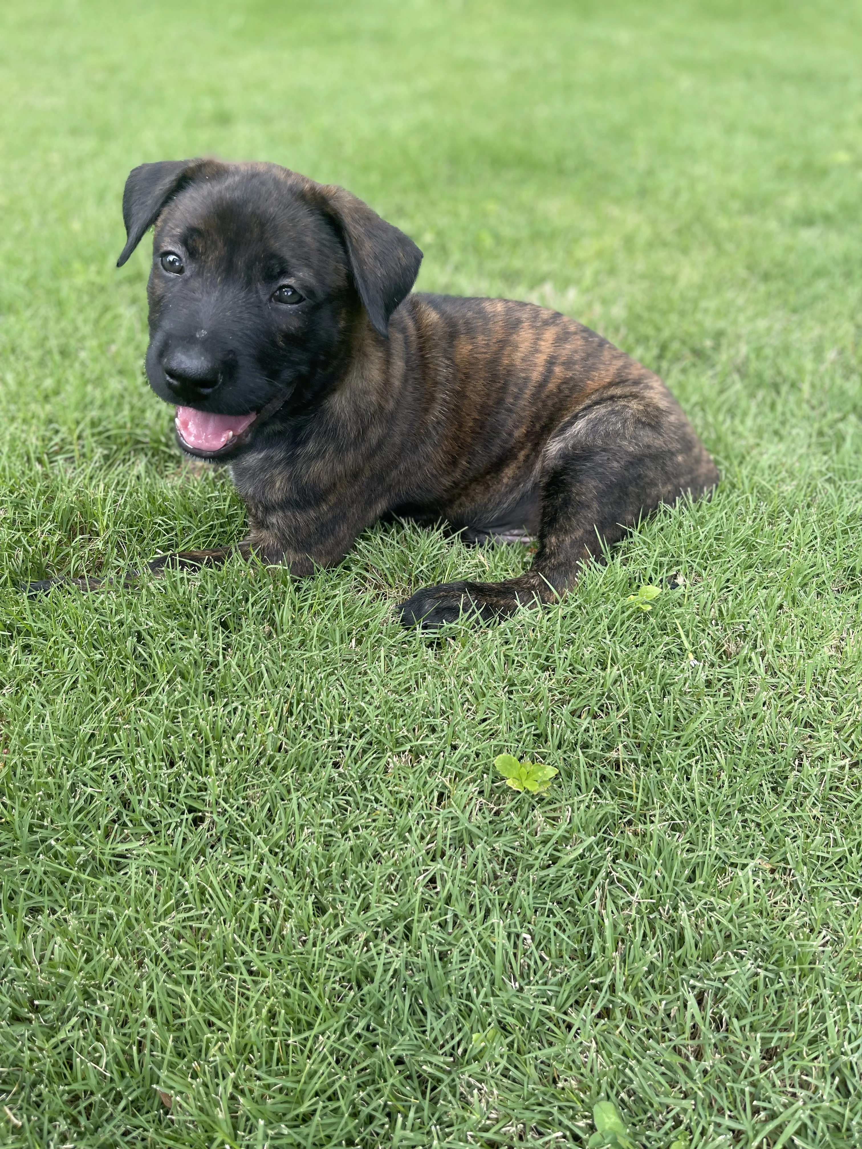 Zuko from the Ranger x Mila litter during puppy evaluation and development.