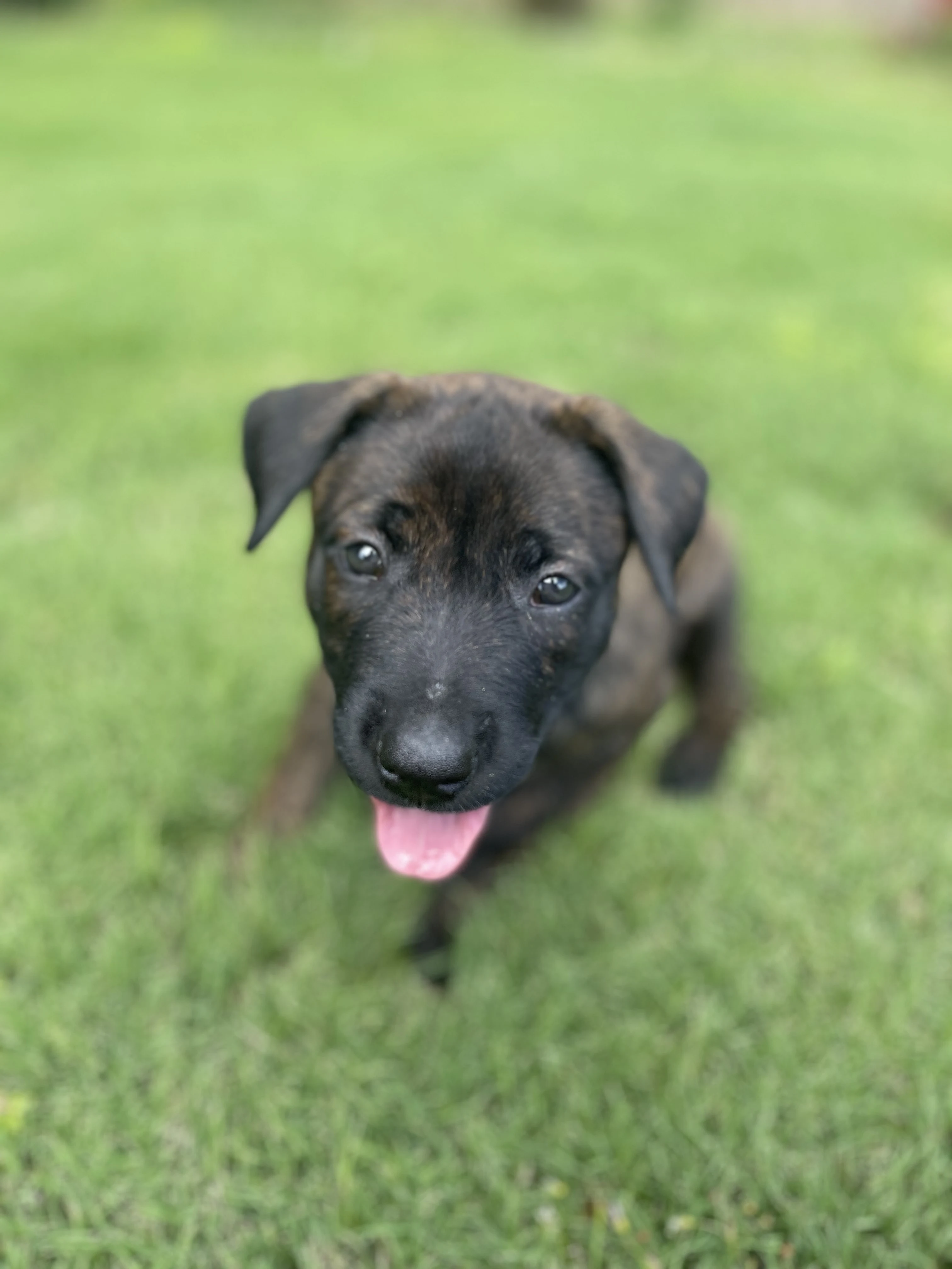 Zuko from the Ranger x Mila litter during puppy evaluation and development.