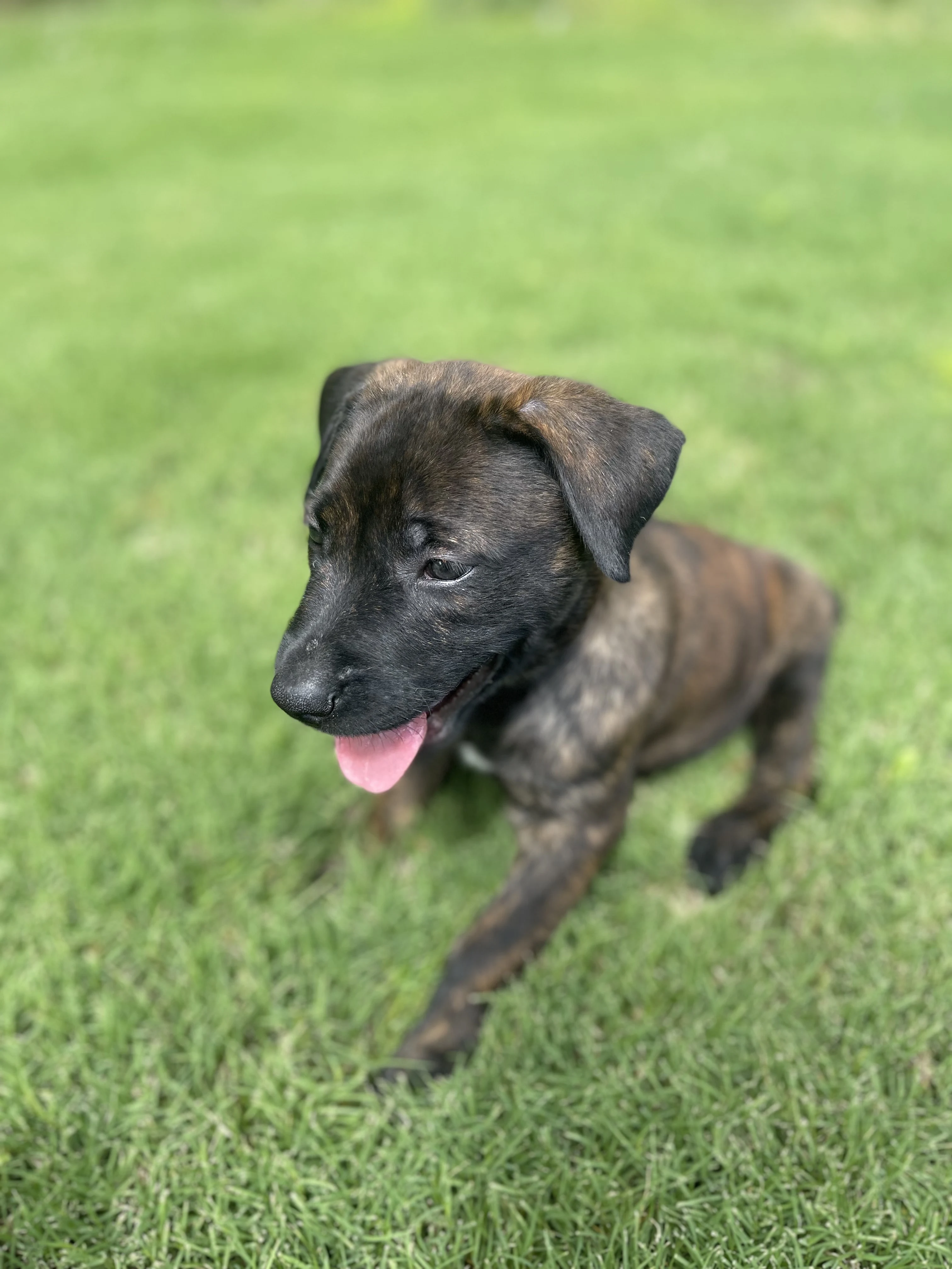 Zuko from the Ranger x Mila litter during puppy evaluation and development.