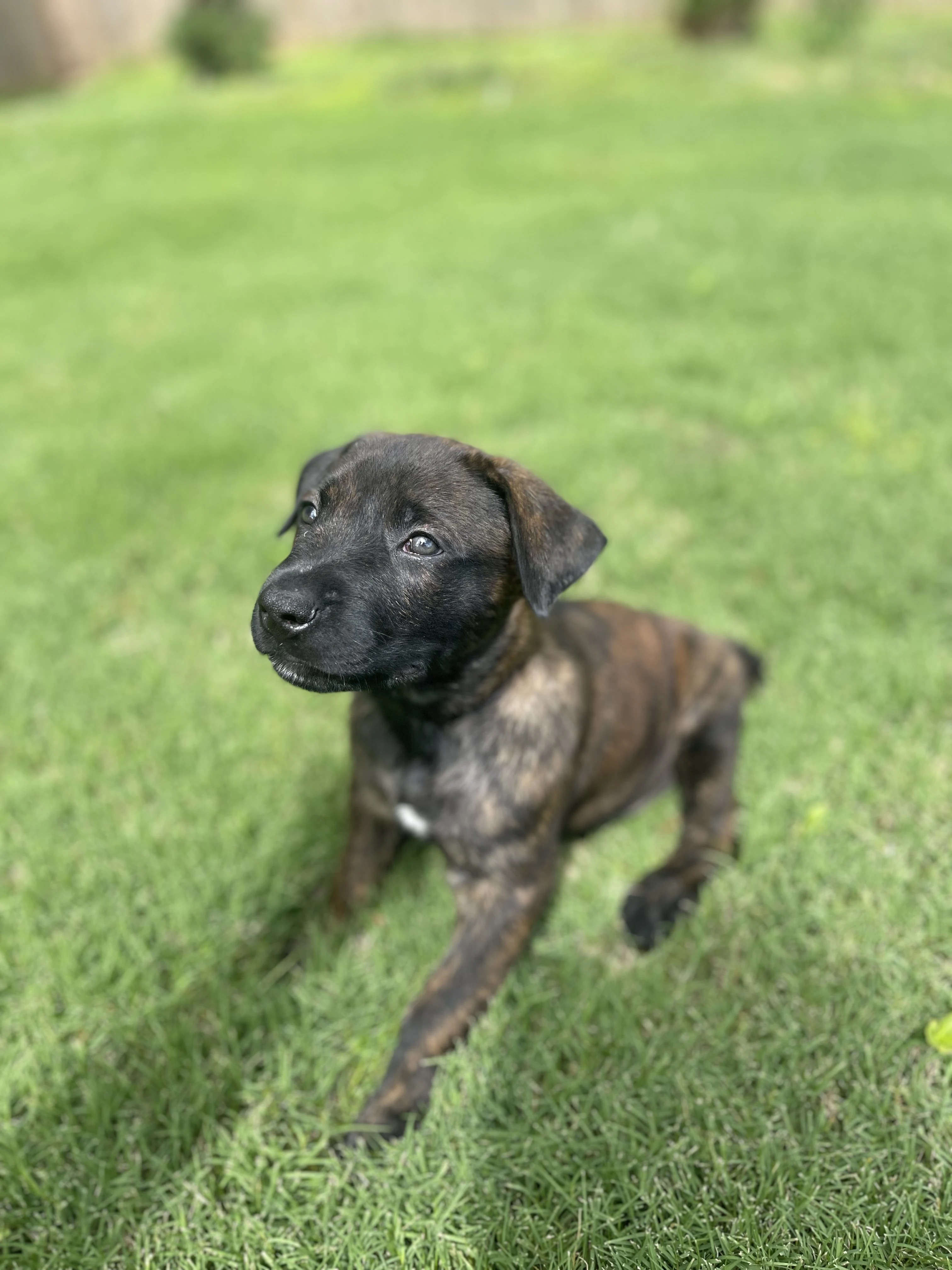 Zuko from the Ranger x Mila litter during puppy evaluation and development.