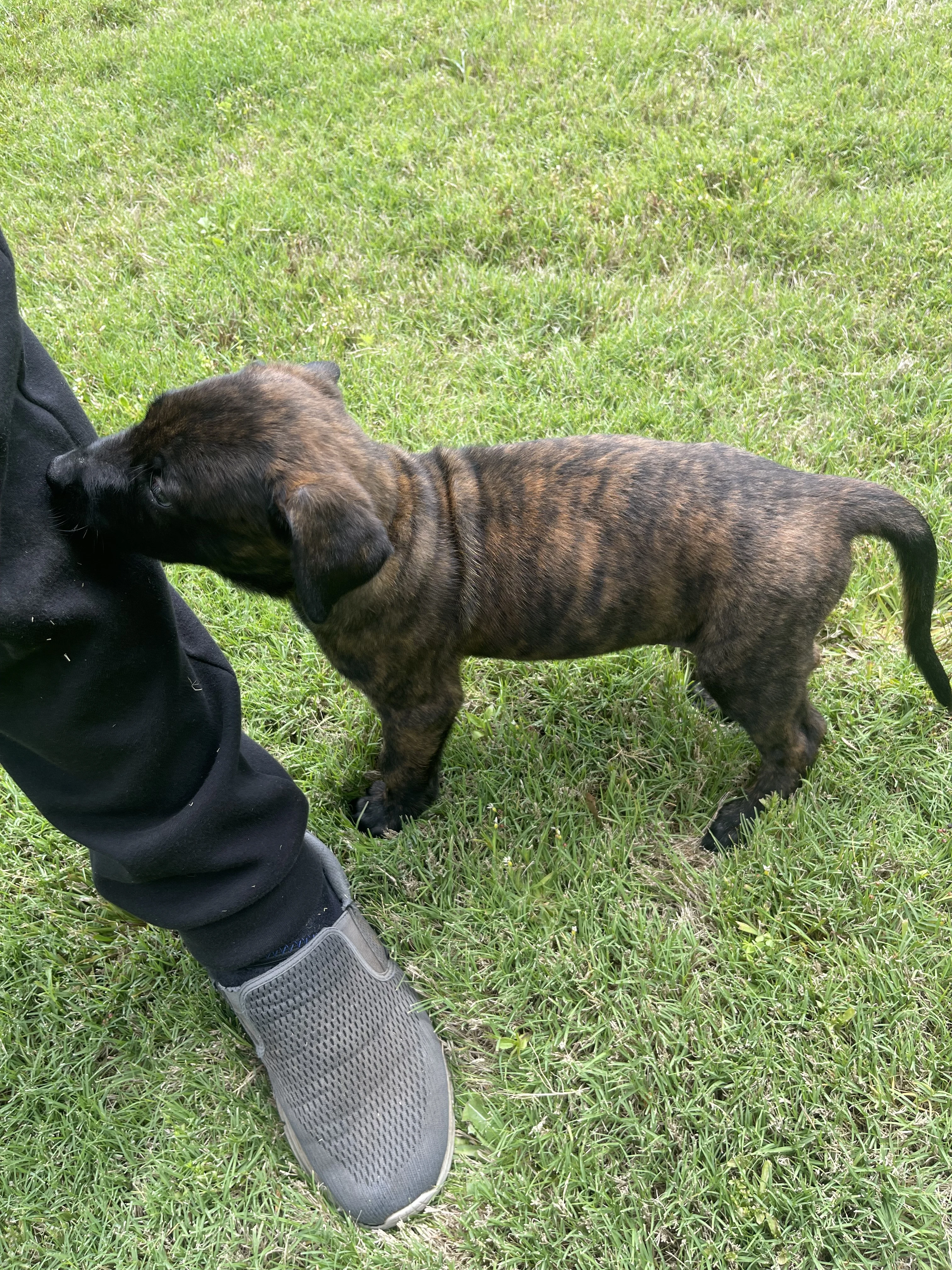 Zuko from the Ranger x Mila litter during puppy evaluation and development.