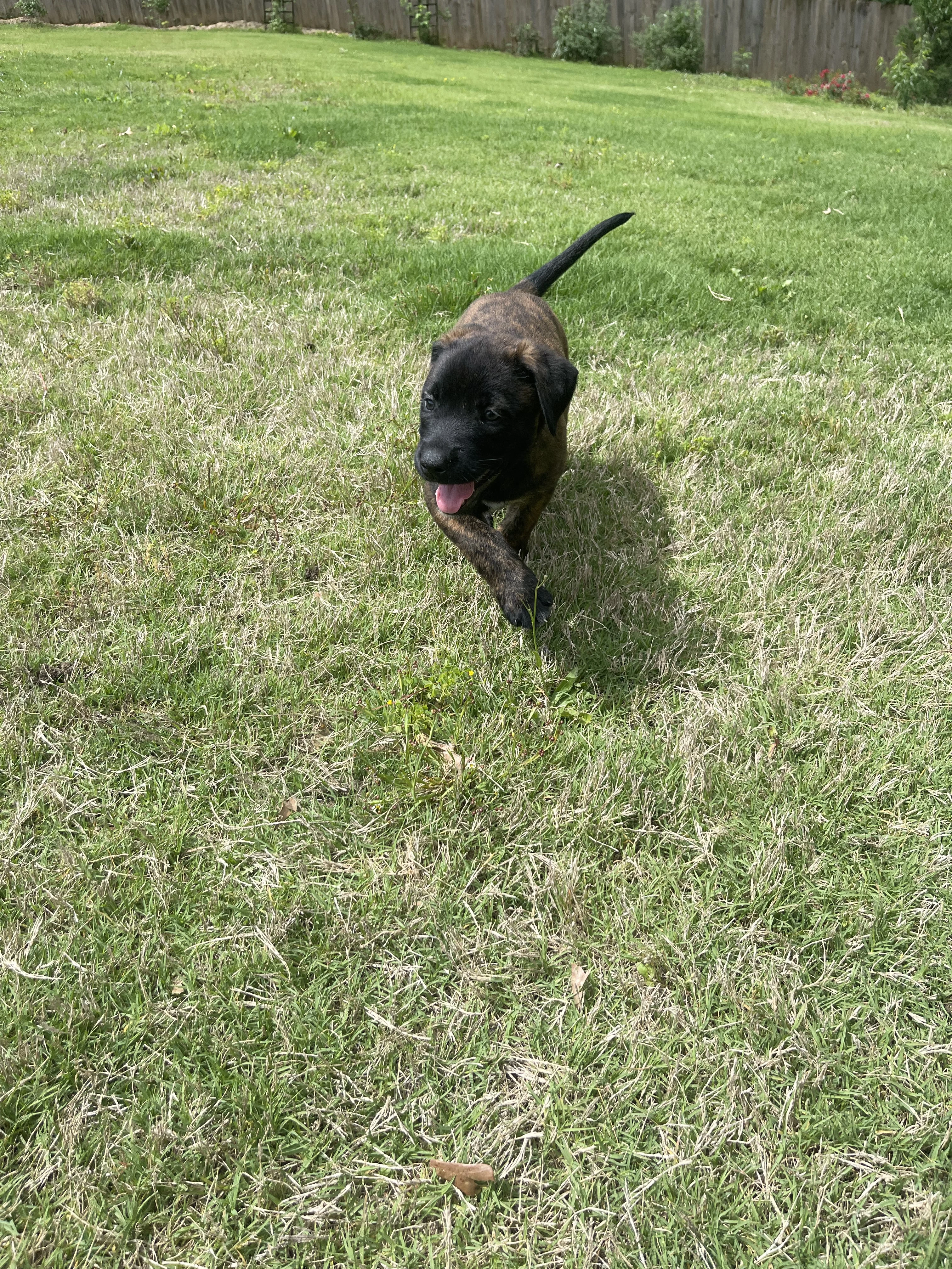 Zuko from the Ranger x Mila litter during puppy evaluation and development.