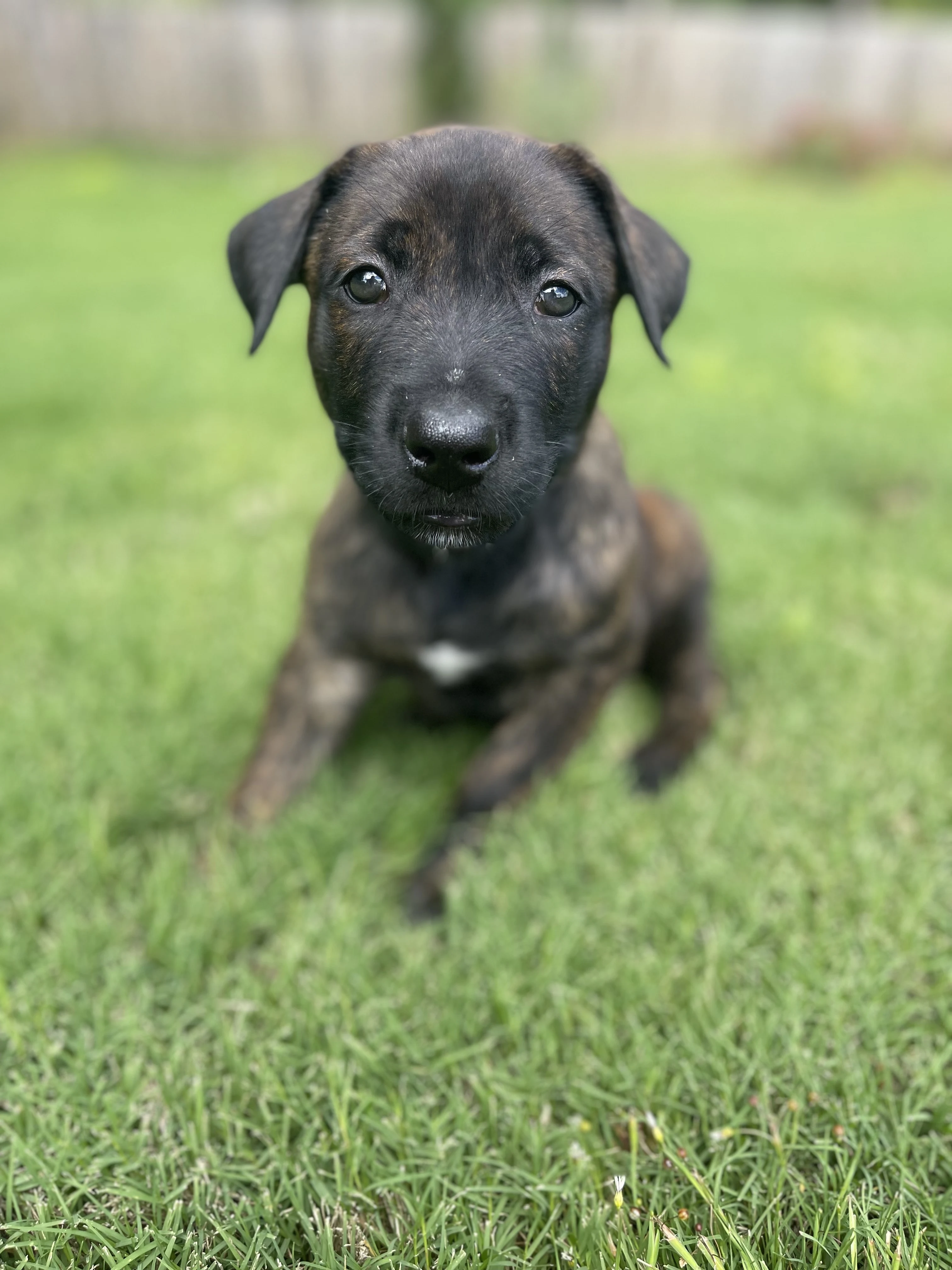 Zuko, Black-collar male puppy.